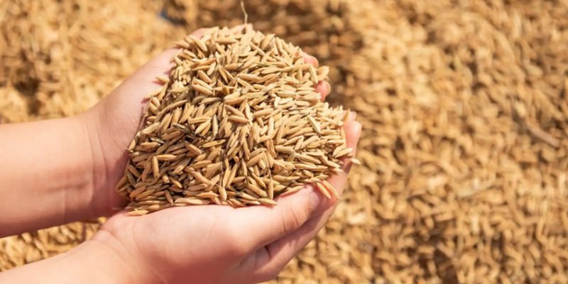 Правительство РФ продлило ограничения на ввоз в страну семян из недружественных стран до конца 2026 года для развития отечественной селекции и семеноводства Ограничения касаются семян картофеля пшеницы ржи ячменя кукурузы соевых бобов рапса подсолнечника и сахарной свеклы Цифра рассчитана Минсельхозом исходя из потребностей российских семеноводов и с учетом баланса отечественного производства импорта и экспорта семян сообщает ТАСС