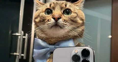 Слухи в iPhone 18 будет минимум 12 ГБ памяти По крайней мере так считают в The Bell проанализировав цепочки поставок из которых ясно что контора заказала у поставщиков больше микросхем LPDDR5X которые применяются только в конфигурациях на 12 и 16 ГБ Да и в целом это вписывается в логику новой концепции по проталкиванию Apple Intelligence и попыткой сократить отставание в ИИ секторе   Technodeus Подписаться