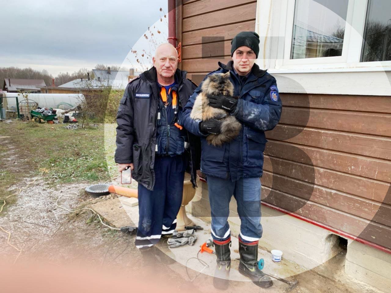 В Сергиево-Посадском городском округе спасли кошку, которая оказалась в бетонном плену и провела там три недели.  Всё произошло в Ситниках. К спасателям «Мособлпожспаса» обратились жители частного дома. Домашняя кошка залезла в продух фундамента дома, но назад выходить не захотела.   Три недели хозяева пытались разными способами выманить животное, но кошка отказывалась покидать укромное место.   Прибывший к месту происшествия экипаж спасателей с помощью инструмента увеличил отверстие и извлёк животное.