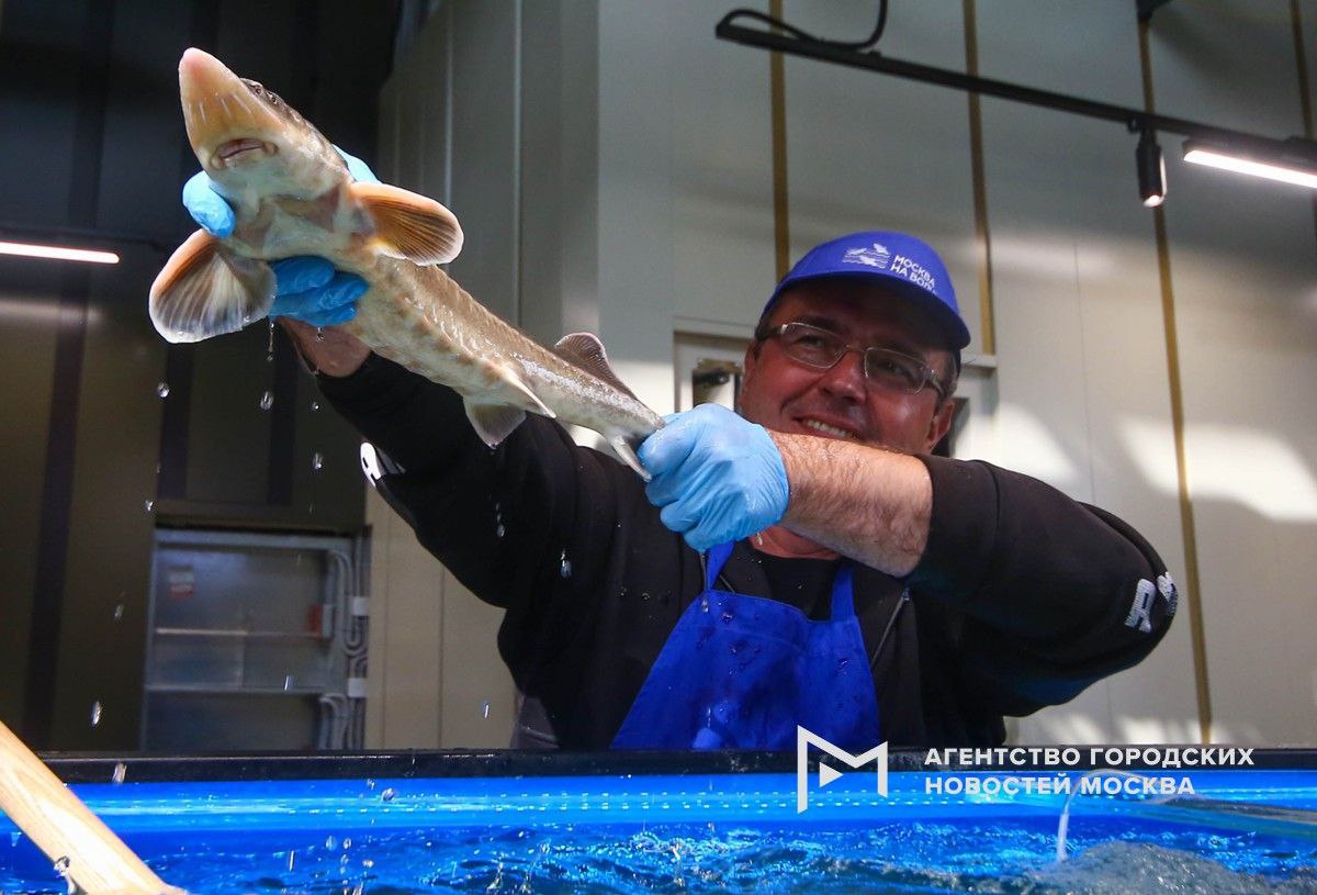 Почти 3 млн человек посетили рынки Москва на волне рассказал Сергей Собянин Первый рыбный рынок заработал в Косино Ухтомском в 2023 м и сразу же стал очень востребованным за рыбной продукцией туда приезжали со всего города Поэтому через год открыли еще одно рыбное место в Митино Секрет популярности площадок в удобстве покупок и большом выборе здесь представлены рыба и морепродукты из всех главных рыбных регионов страны Перед тем как попасть на прилавок вся продукция на рынках проходит строгий контроль в собственной лаборатории Подпишись на Агентство Москва Мы в МАХ