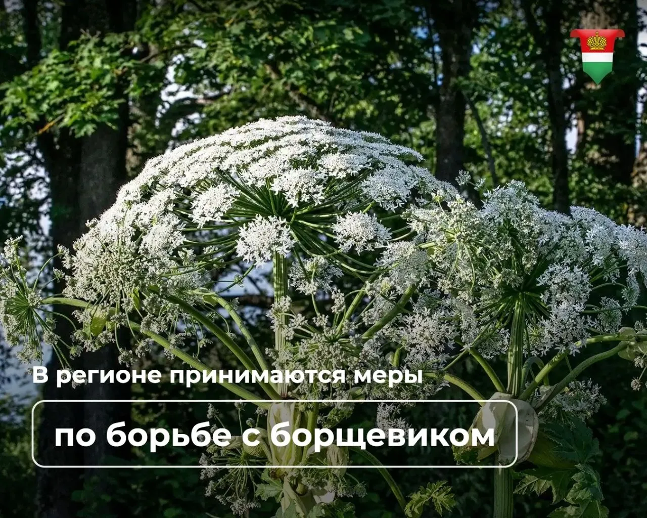 Борьба с борщевиком Сосновского в регионе будет продолжаться Наиболее крупные ареалы его произрастания находятся в Малоярославецком Козельском а также в Боровском и Сухиничском округах Всего же в регионе выявлено 1423 участка поросших этим вредителем Как на заседании областного правительства подчеркнул замгубернатора Константин Горобцов меры по недопущению распространения борщевика будут приниматься Нужно до 1 июня всем заключить контракты на выполнение работ по уничтожению борщевика на землях сельхозназначения и регулярно предоставлять информацию о выполнении работы Финансирование мероприятий по борьбе с борщевиком возможно по программе поддержки местных инициатив замгубернатора предложил муниципалитетам участвовать в ней активнее Действует также госпрограмма по вовлечению в оборот земель сельхозназначения Государство компенсирует 50 затрат на очистку от кустарников и сорняков в том числе борщевика Уничтожать борщевики необходимо не только на муниципальных землях но и на частных участках борщевик Сосновского признан угрозой на законодательном уровне Штрафы за несоблюдение правил для физлиц составляют до 50 тысяч рублей для юридических лиц до 700 тысяч   Подписывайтесь на официальный канал Правительства в MAX