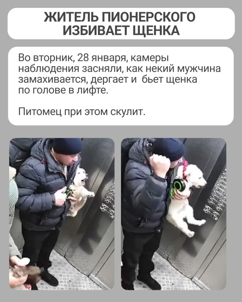 В Пионерском районе завелся живодер, который издевается над щенком.   Соседи собрали записи с камер видеонаблюдения, на которых видно, как мужчина замахивается на питомца, пинает его ногами, тащит за поводок, бьет кулаками по голове и швыряет на землю. Из этических соображений видео публиковать не будем.   Пёсик скулит и явно боится. При любом взмахе руками он закрывает глазки и пытается спрятаться, но... некуда.   Теперь соседи собираются идти к зоозащитникам и в полицию.