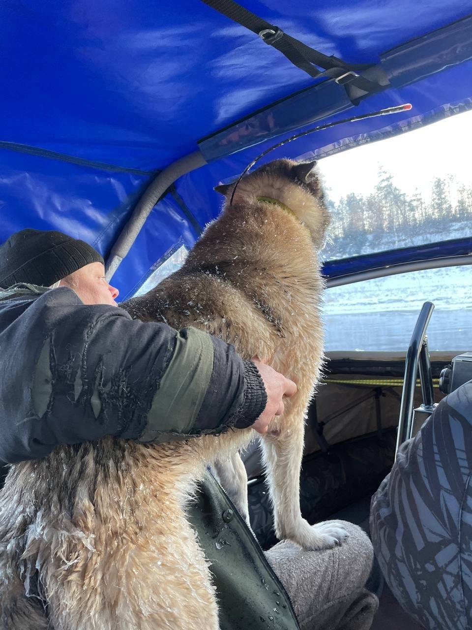 Песика Вулкана, которого унесло на льдине в Волгоградской обрасти смогли спасти.  Во время охоты Вулкан бегал и забрался на льдину. Её кусок оторвало от берега и понесло по течению. Хозяин пытался самостоятельно спасти питомца с помощью удочки, но не смог. Тогда владелец пушистого друга обратился к товарищу, который тут же откликнулся на просьбу о помощи.   Вместе на аэролодке народные спасатели, смогли добраться добрались до дрейфующего Вулкана и подобрали его. На тот момент испуганный пёс проплыл более 10 километров и находился на льдине уже около двух часов. Пес громко лаял, звал на помощь и сильно замёрз. Обессиленная собака буквально прыгнула в объятия хозяина, как только лодка смогла подплыть ближе.  Фото и видео: Максим Бушмаков. Подписаться Написать в редакцию