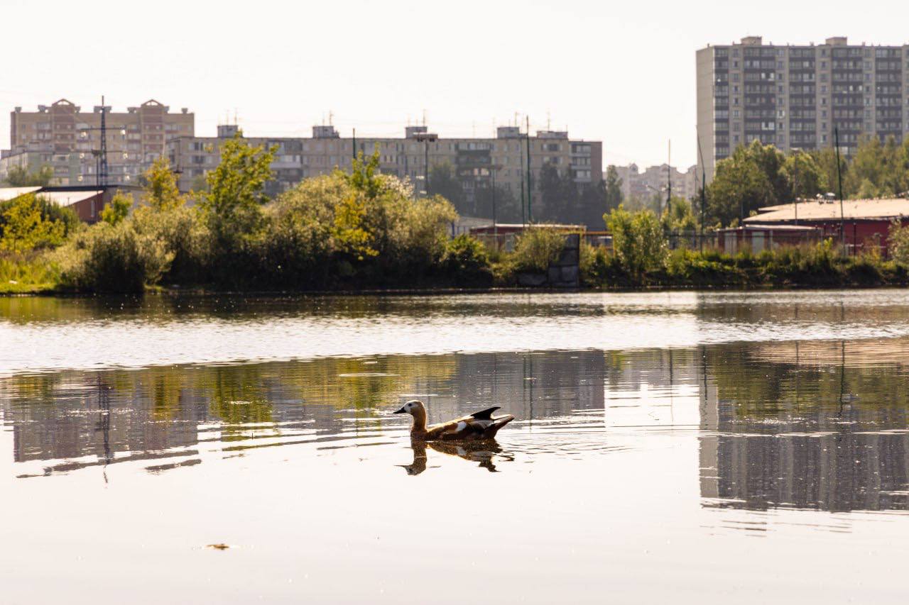 На еженедельном совещании в формате видеоконференции Губернатор Подмосковья Андрей Воробьев акцентировал внимание на необходимости комплексного подхода к благоустройству территорий В текущем году в округе завершены работы по благоустройству двух значимых объектов Парк Защитников Москвы Помимо основных работ проведена очистка пруда Сейчас идут работы по благоустройству площади у мемориала Зенитное орудие В следующем году запланирован капитальный ремонт Букинского шоссе с расширением проезжей части Сквер на улице Борисова Для повышения комфорта жителей прилегающая к скверу дорога была реконструирована и расширена Кроме того в округе модернизировано более 30 детских площадок 6 спортивных площадок и комплексно благоустроено 7 дворовых территорий Работы в двух дворах на улицах Некрасова и Чехова продолжаются Обустроено свыше 25 тротуаров и пешеходных зон На следующий год намечено благоустройство сквера в микрорайоне Депо и зоны отдыха у пруда Москвич Стремимся к синхронизации работ и комплексному приведению в порядок территорий прилегающих к основным объектам AnnaKrotova Lobnya