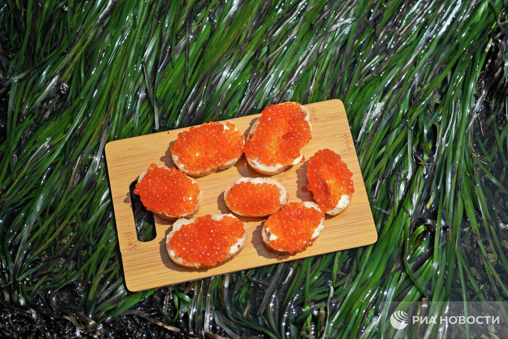 Тройной удар по поджелудочной железе и печени Врачи предупредили об опасности бутербродов с икрой и назвали безопасные альтернативы Не намазывайте икру на белый хлеб с маслом Это тройной удар по поджелудочной железе и печени быстрые углеводы плюс животный жир плюс соленый жирный продукт Лучшей парой для икры является нейтральный крекер или хлебец из цельного зерна Также это может быть половина вареного яйца или ломтик авокадо Подписаться на РИА Новости