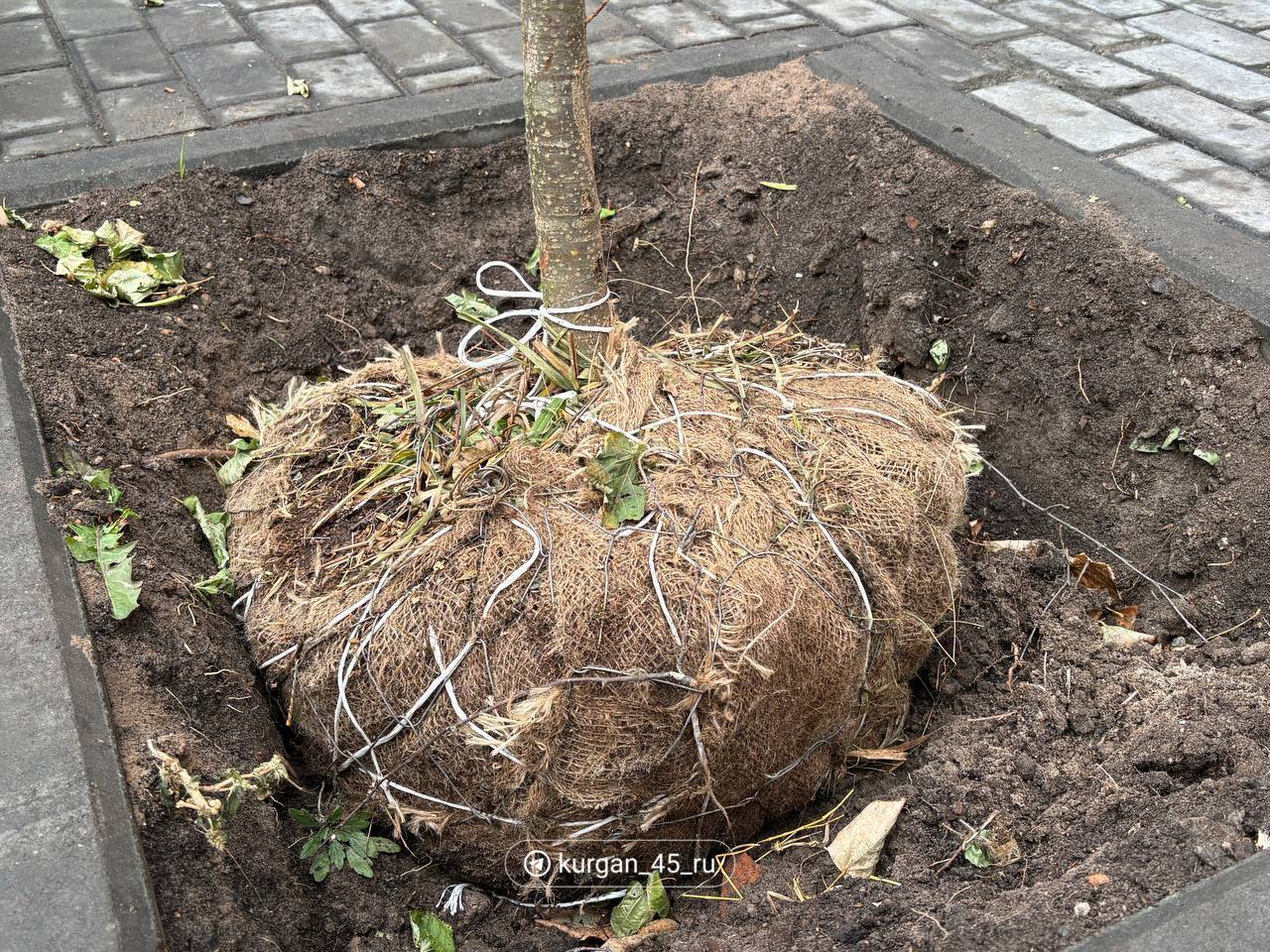 На центральной площади Курагана высадили липы. Всего в этом году в городе планируют посадить около 600 лип, шаровидных елей, пирамидальных тополей, вязов, черемух и сиреней.  — Это компенсационная высадка. То есть мы садим взамен срубленных либо высохших деревьев, а также дополнительно озеленяем город, — объяснил директор департамента развития городского хозяйства администрации города Кургана Денис Давыдов.  Сейчас погибшие растения подрядчики меняют по гарантии. В течение двух лет они обязаны ухаживать за высаженными деревьями: поливать и подстригать.