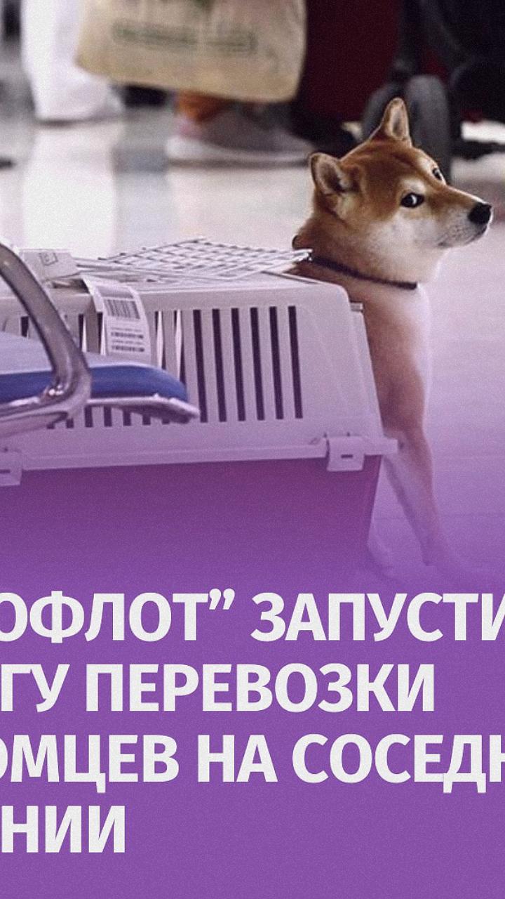 «Аэрофлот» вводит услугу перевозки животных на соседнем кресле в самолете