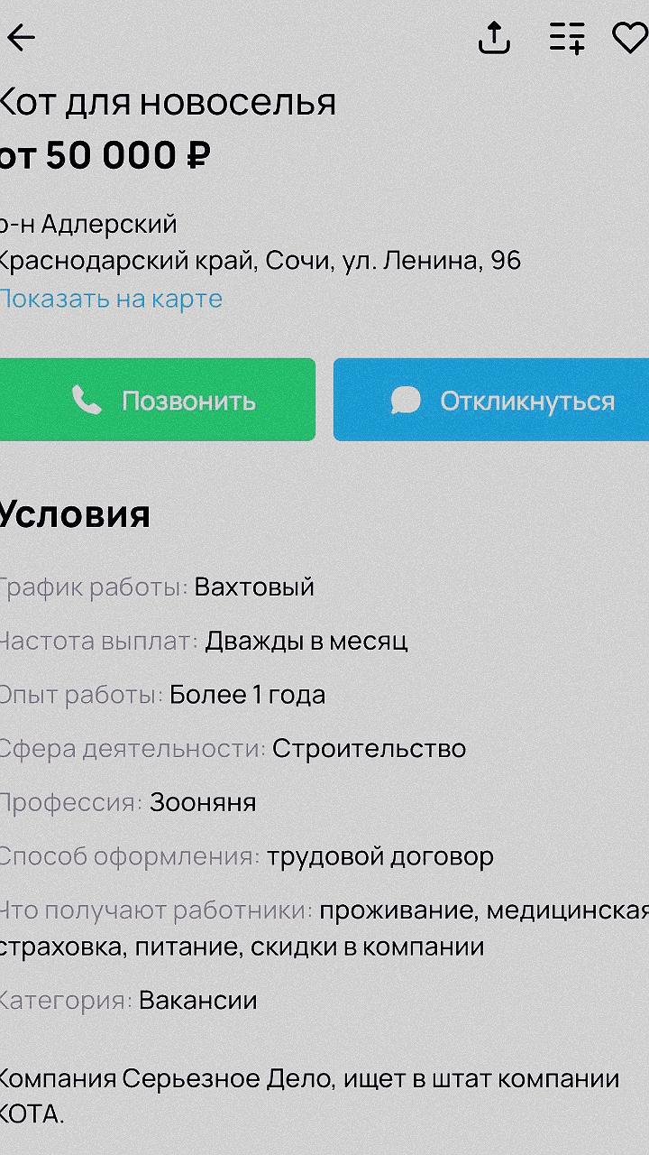 Строительная компания в Сочи ищет котов-«новосёлов» за 50 тысяч рублей и соцпакет