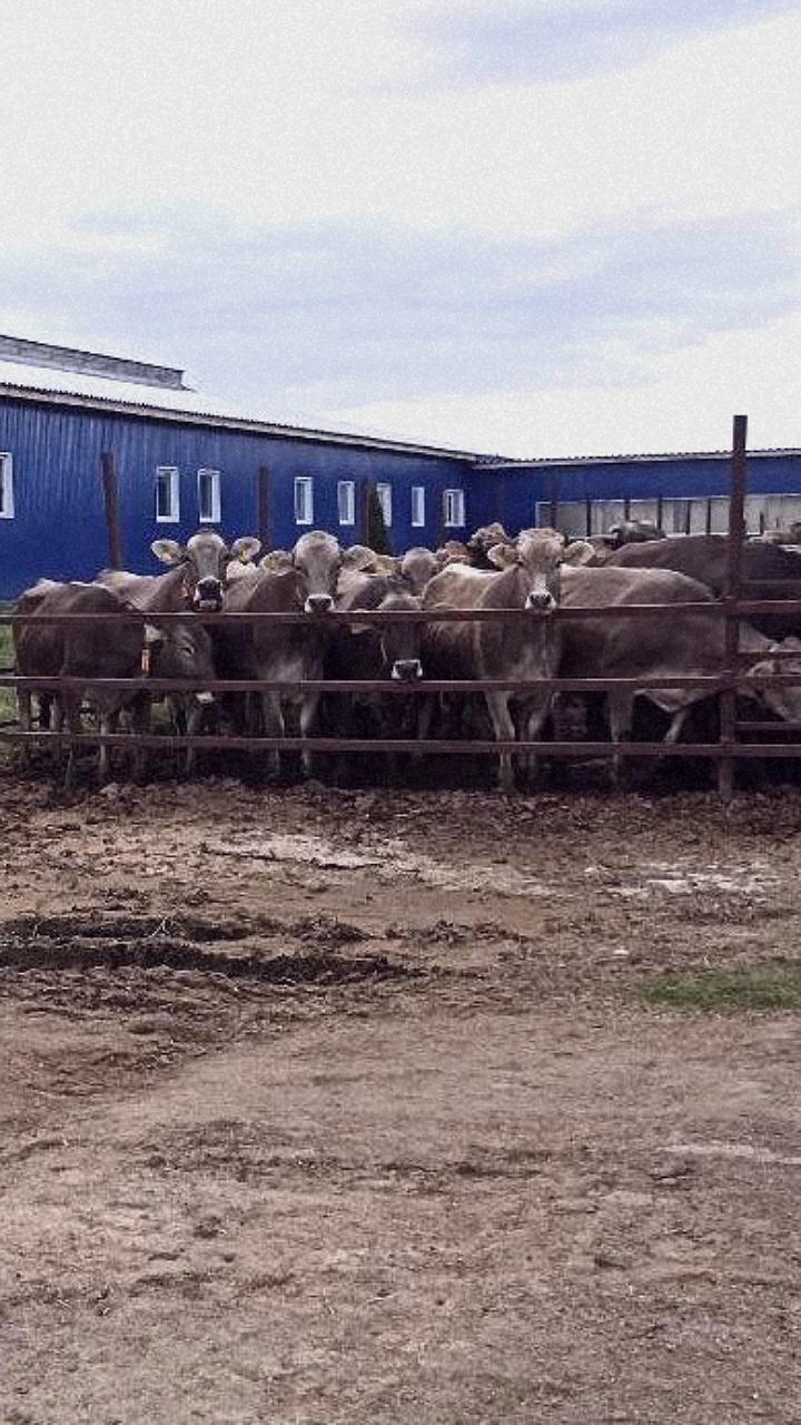Спасение ягнят и телят на пожаре в Чеченской Республике