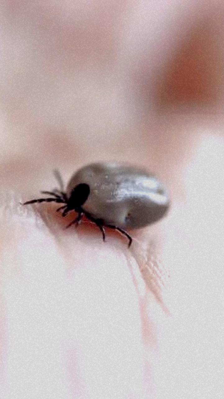Увеличение числа пострадавших от укусов клещей в Иркутской и Воронежской областях
