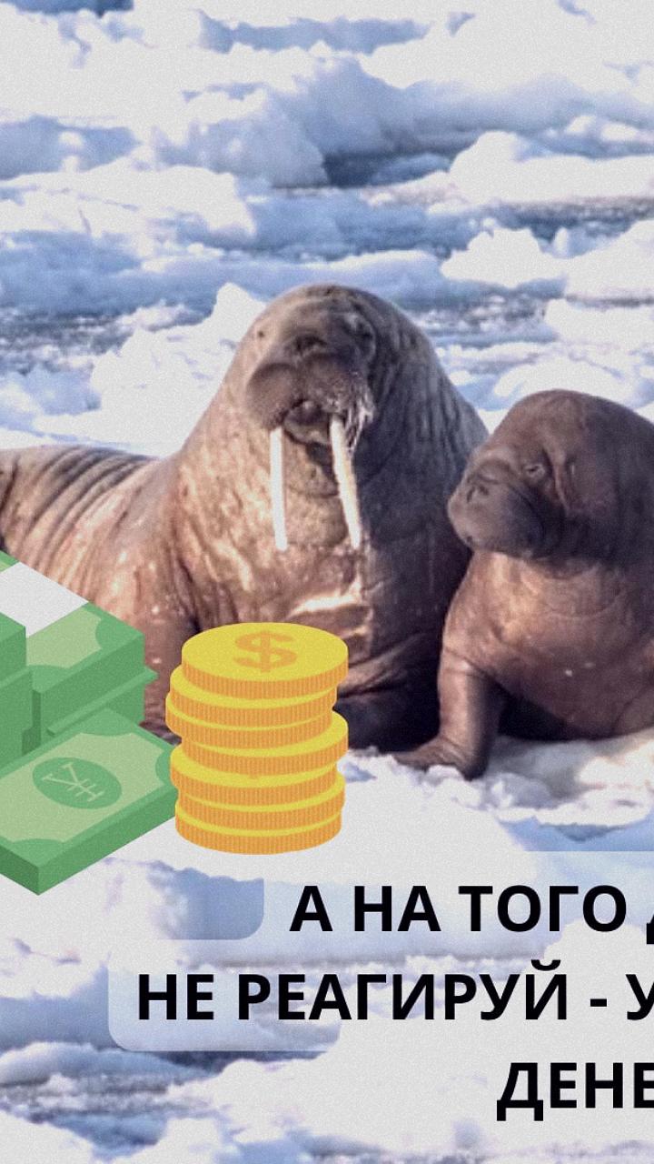 Турист оштрафован за беспокойство моржа в Норвегии