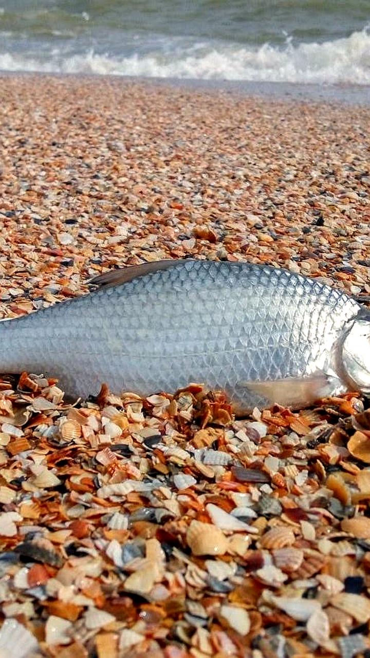 Сокращение рыбного запаса в Азовском море