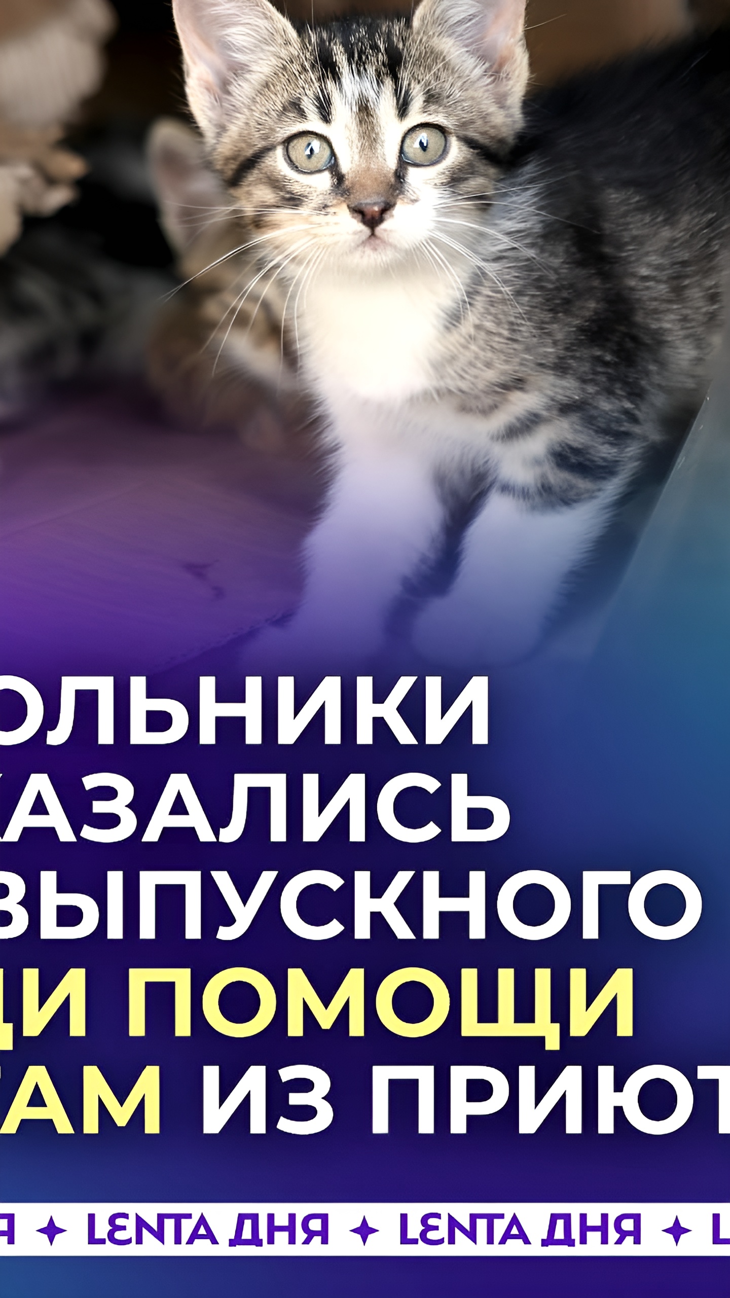 Челябинские школьники отказались от пиццы на выпускном ради бездомных животных