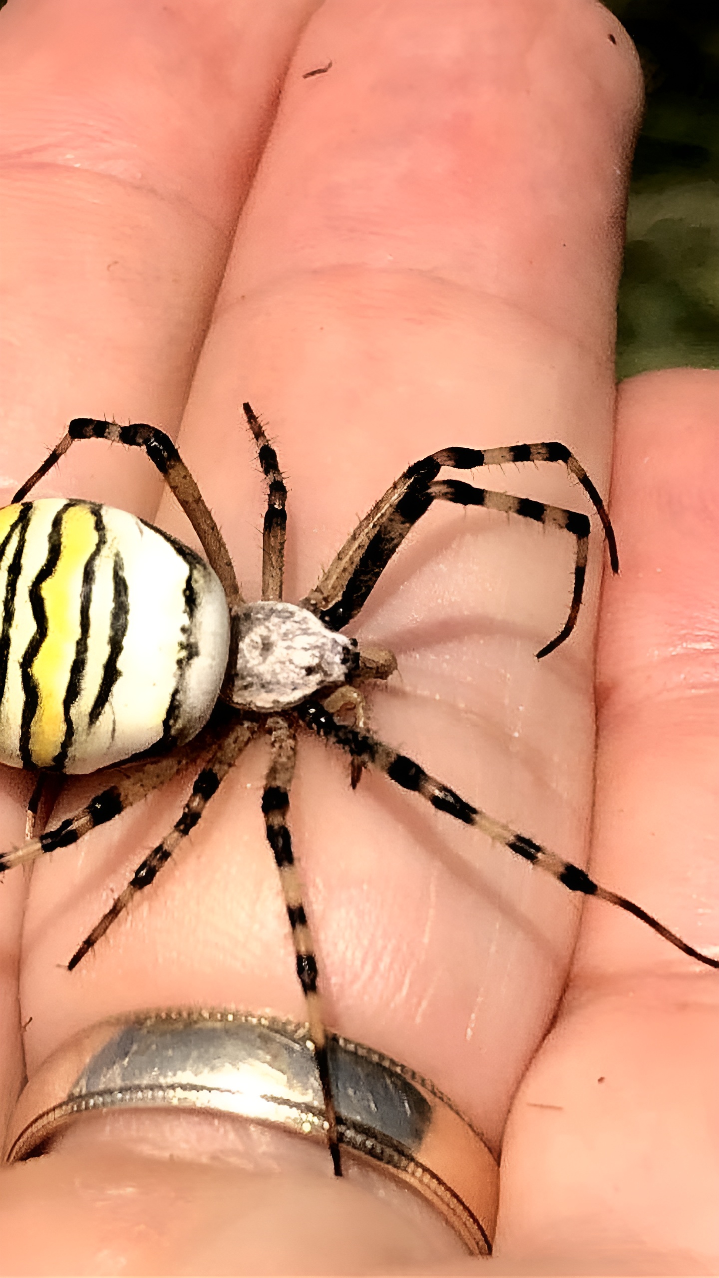 Жара в Подмосковье спровоцировала размножение нетипичных видов беспозвоночных