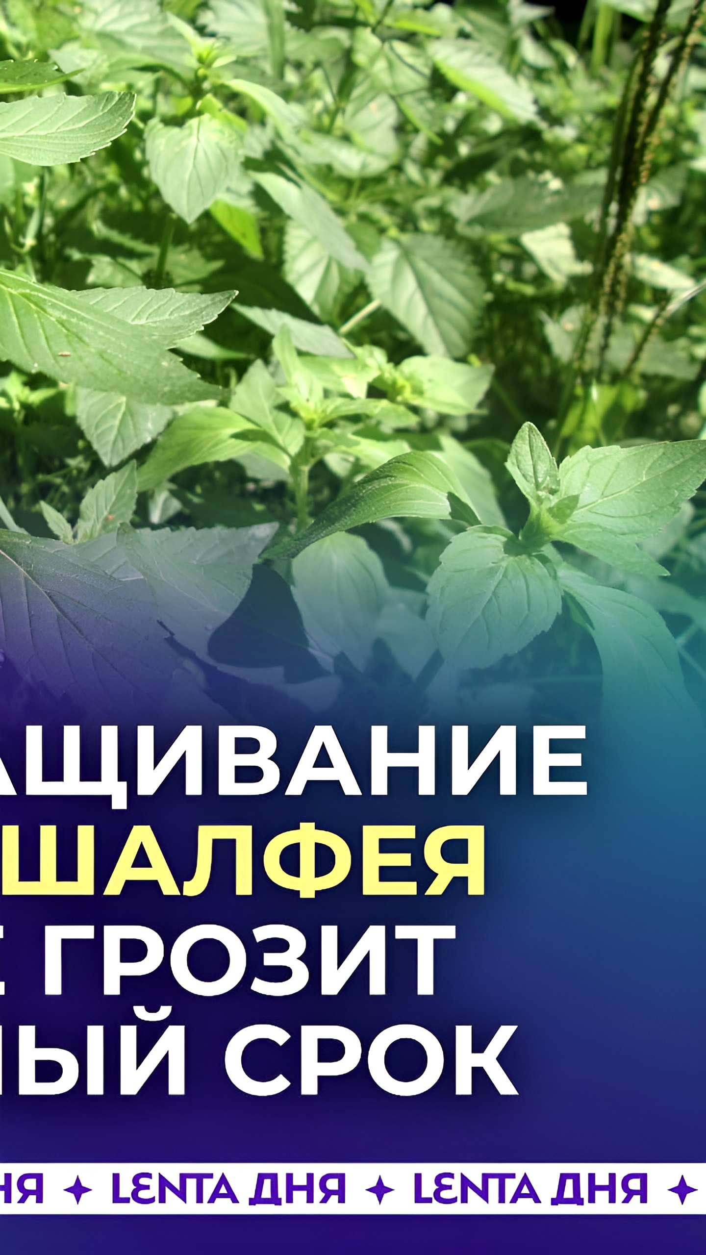 Штрафы до 300 тысяч рублей за выращивание запрещенных растений в России