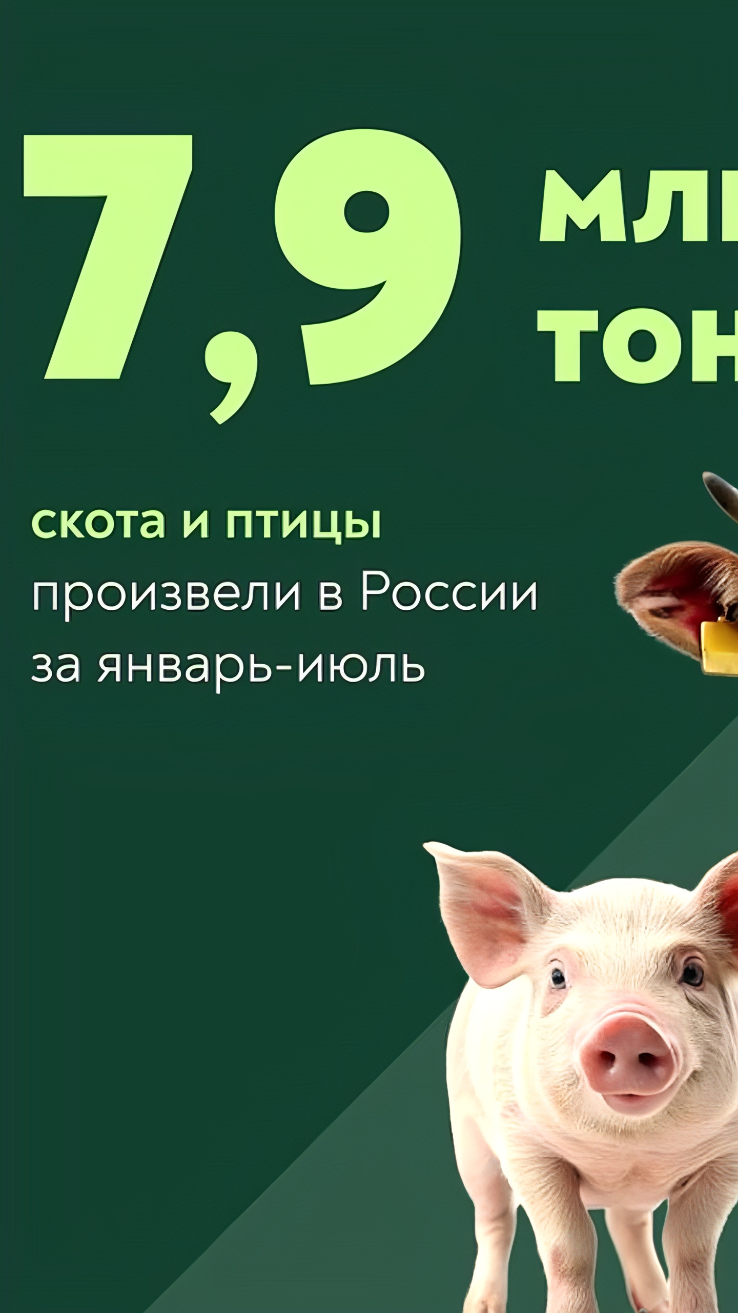 Снижение поголовья коров в России на 2,7% при росте производства молока на 2,6%