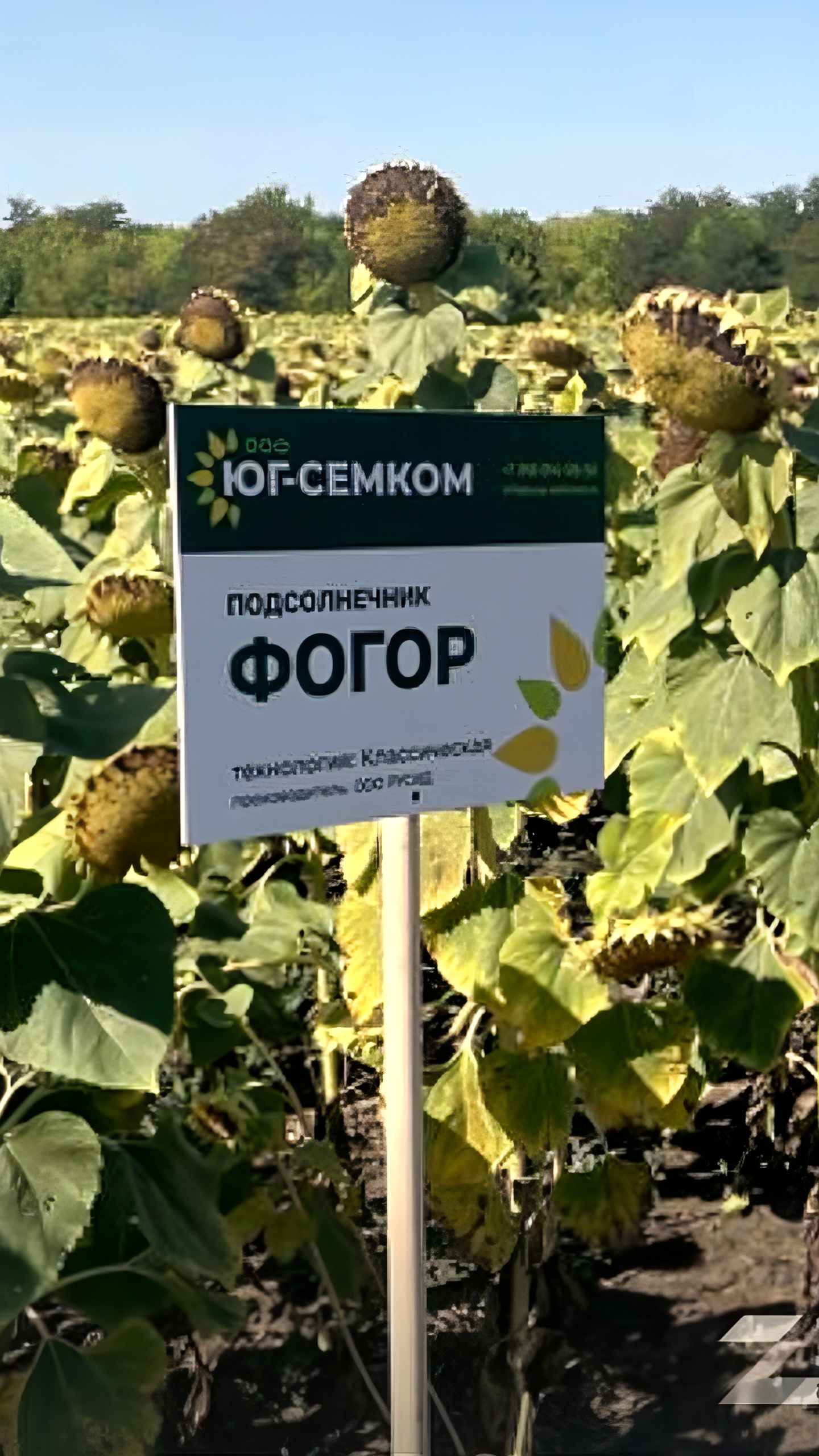Снижение стоимости выращивания подсолнечника на 30% в Запорожье благодаря российским гибридам