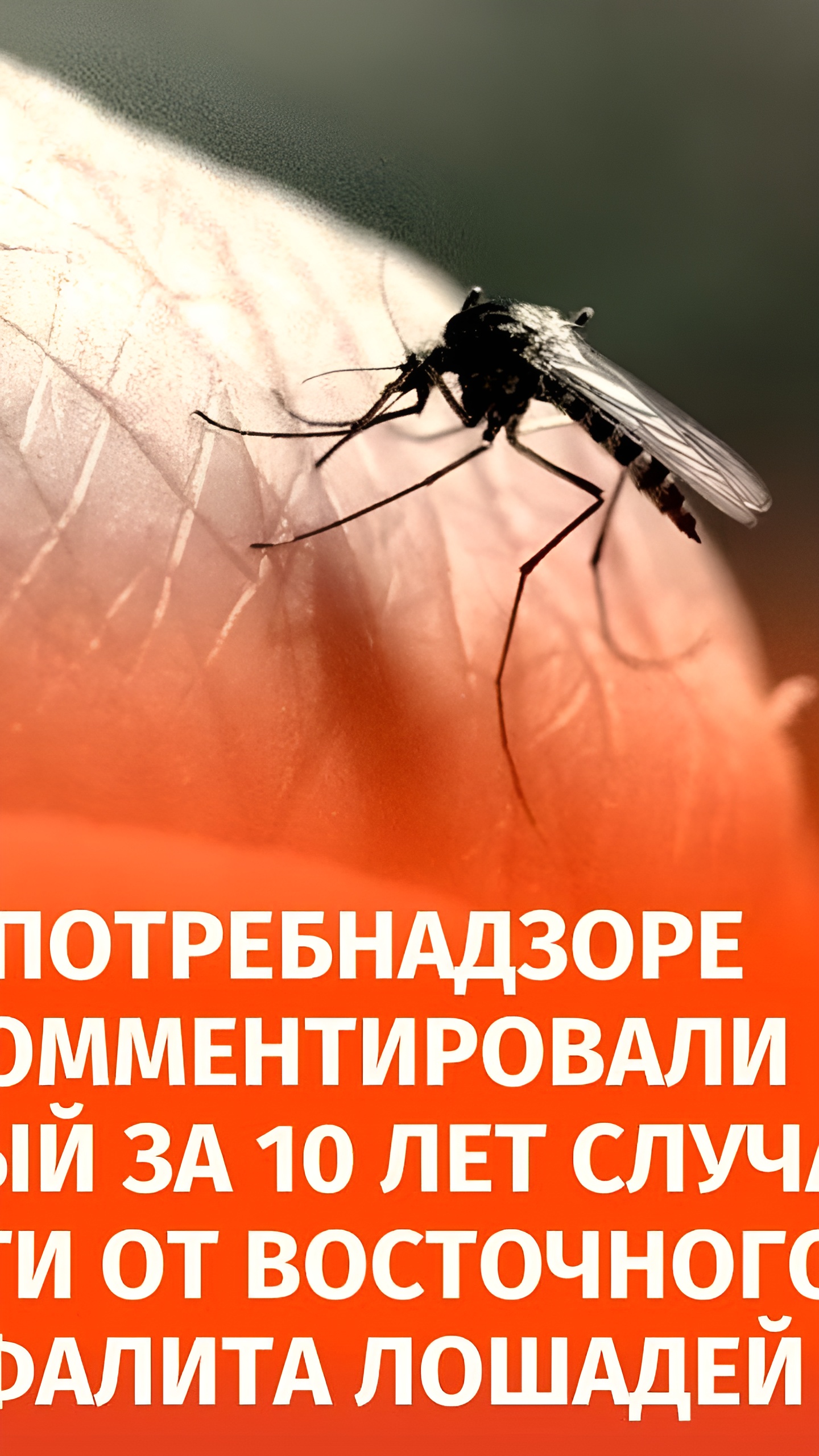 В США зафиксирован первый случай смерти от вируса восточного энцефалита лошадей за 10 лет