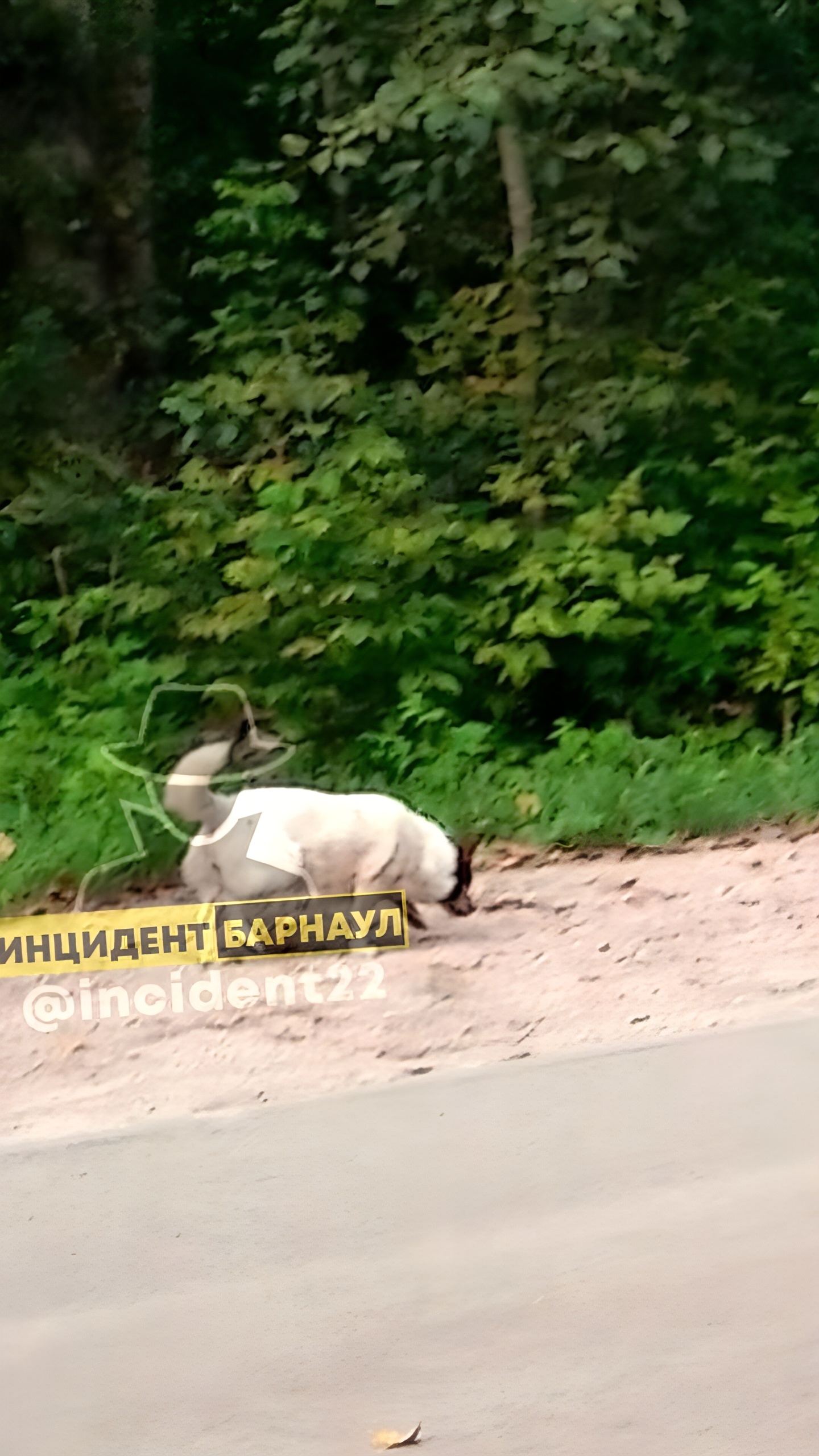 Инцидент в парке «Юбилейный»: женщина натравила собаку на бельчонка
