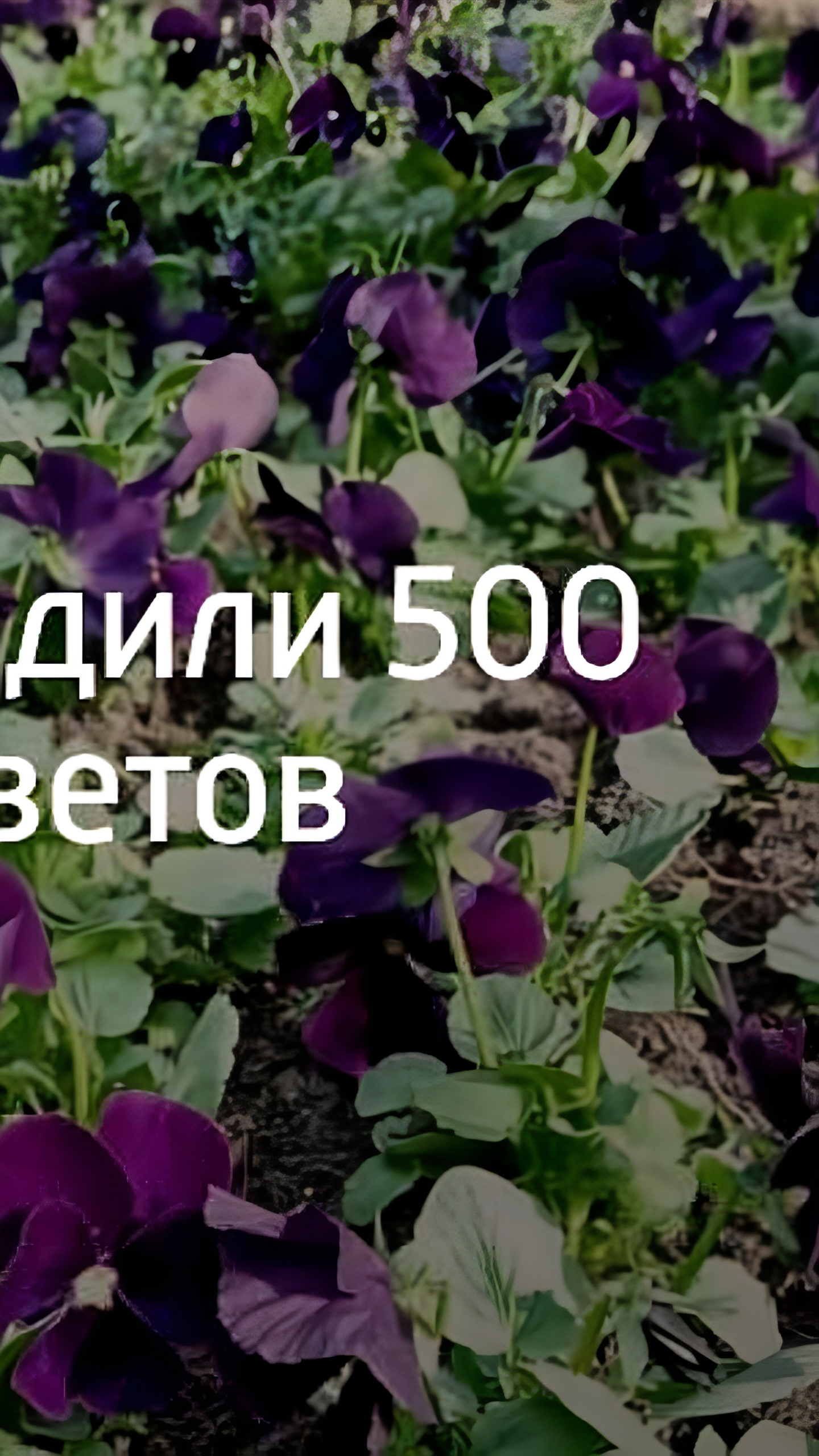 Благоустройство парков и дворов в Казани: новые саженцы и сохранение зелени