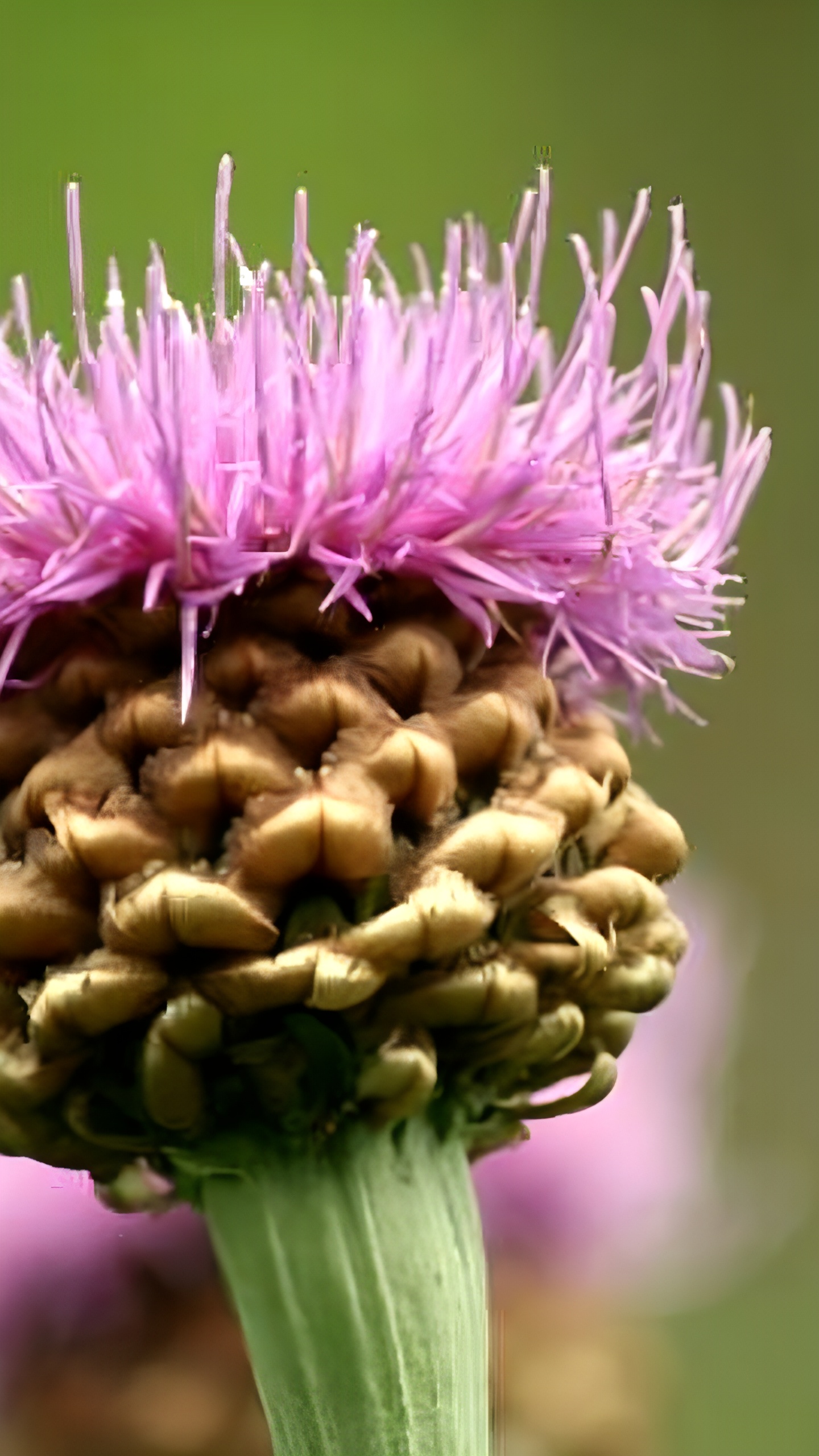 Российские ученые патентуют экстракт левзеи как средство против коронавируса