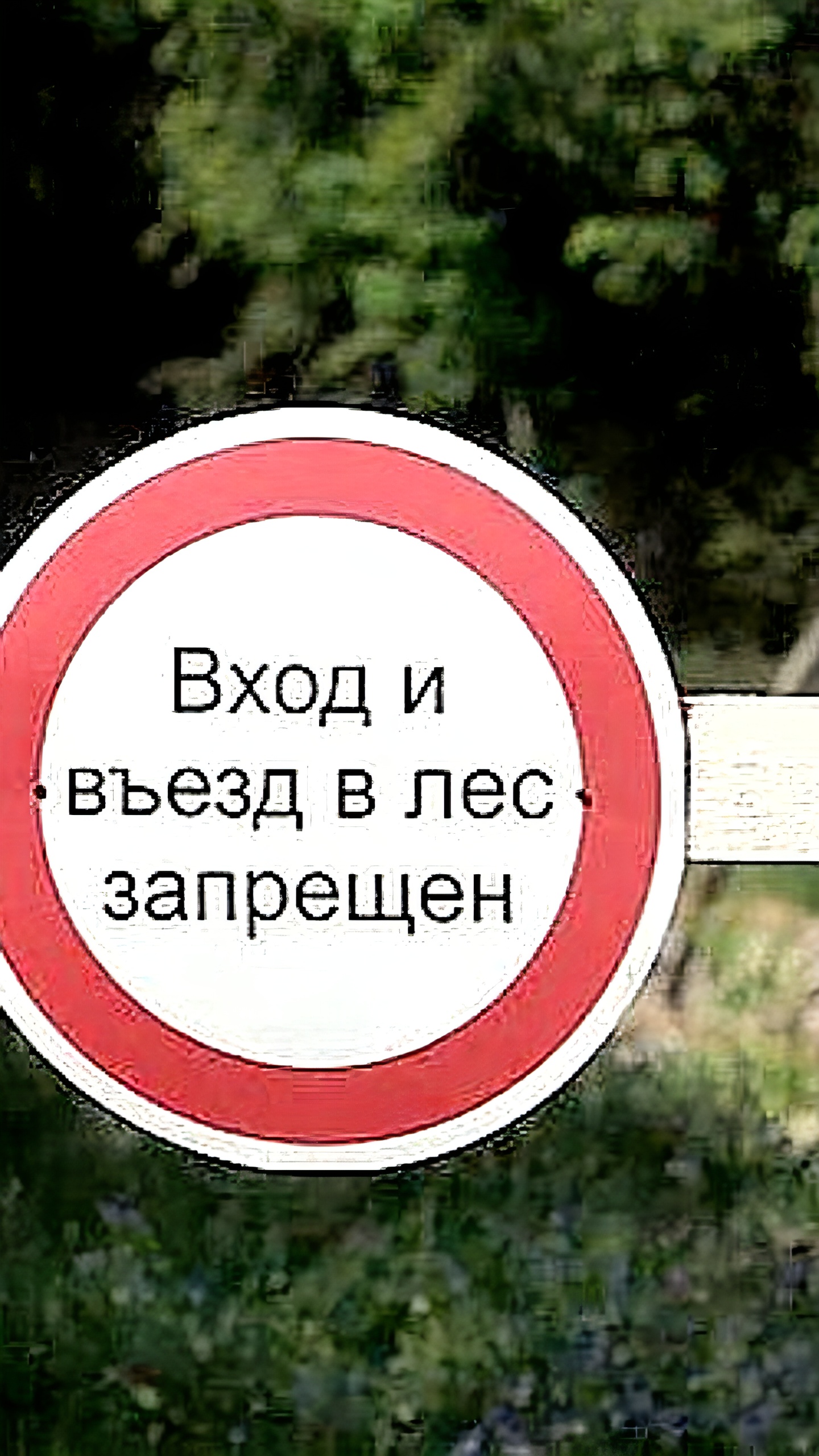 В Крыму продлен запрет на посещение лесов до 9 октября