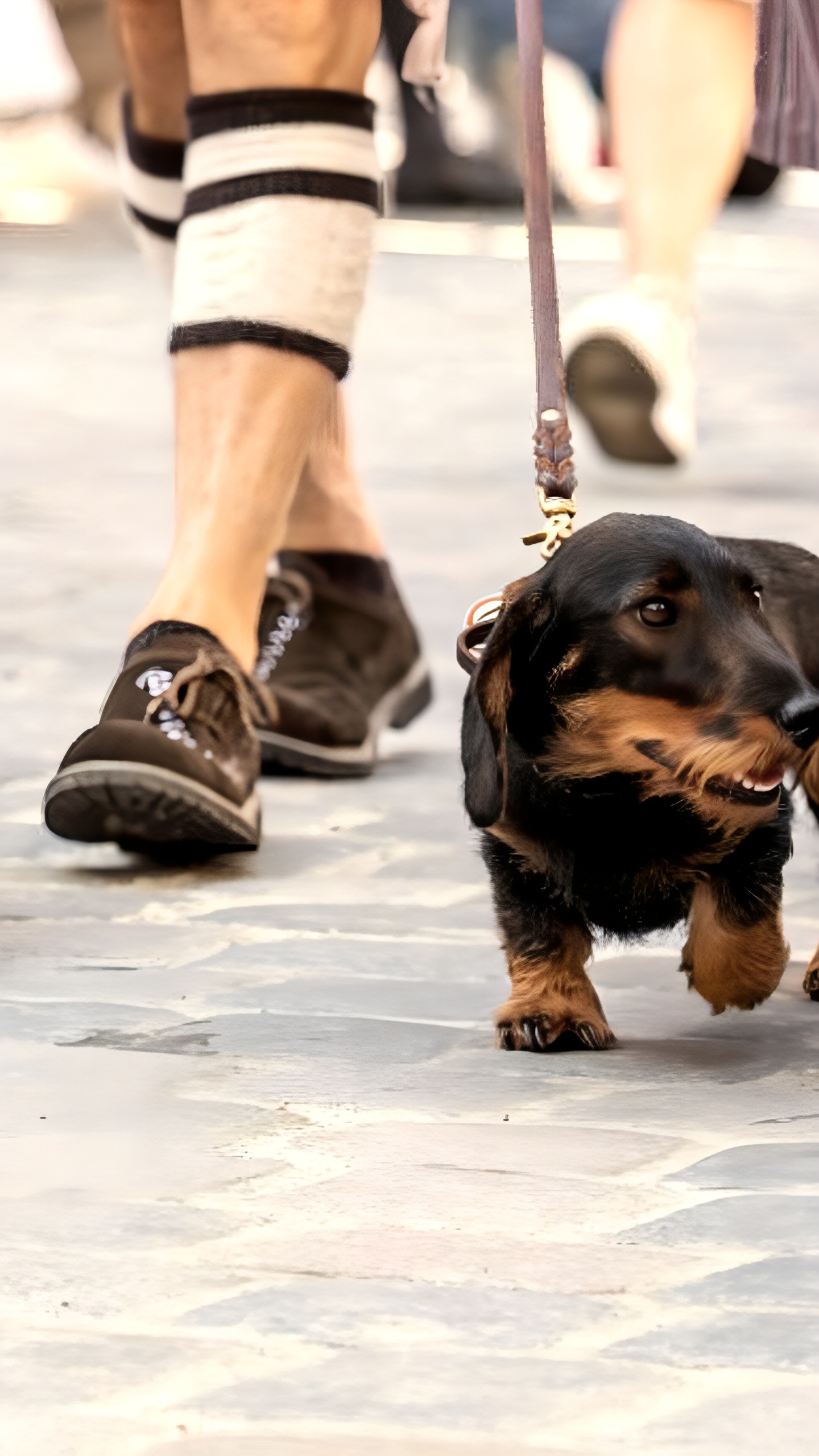 В Регенсбурге прошел крупнейший в мире парад такс с участием 1173 собак