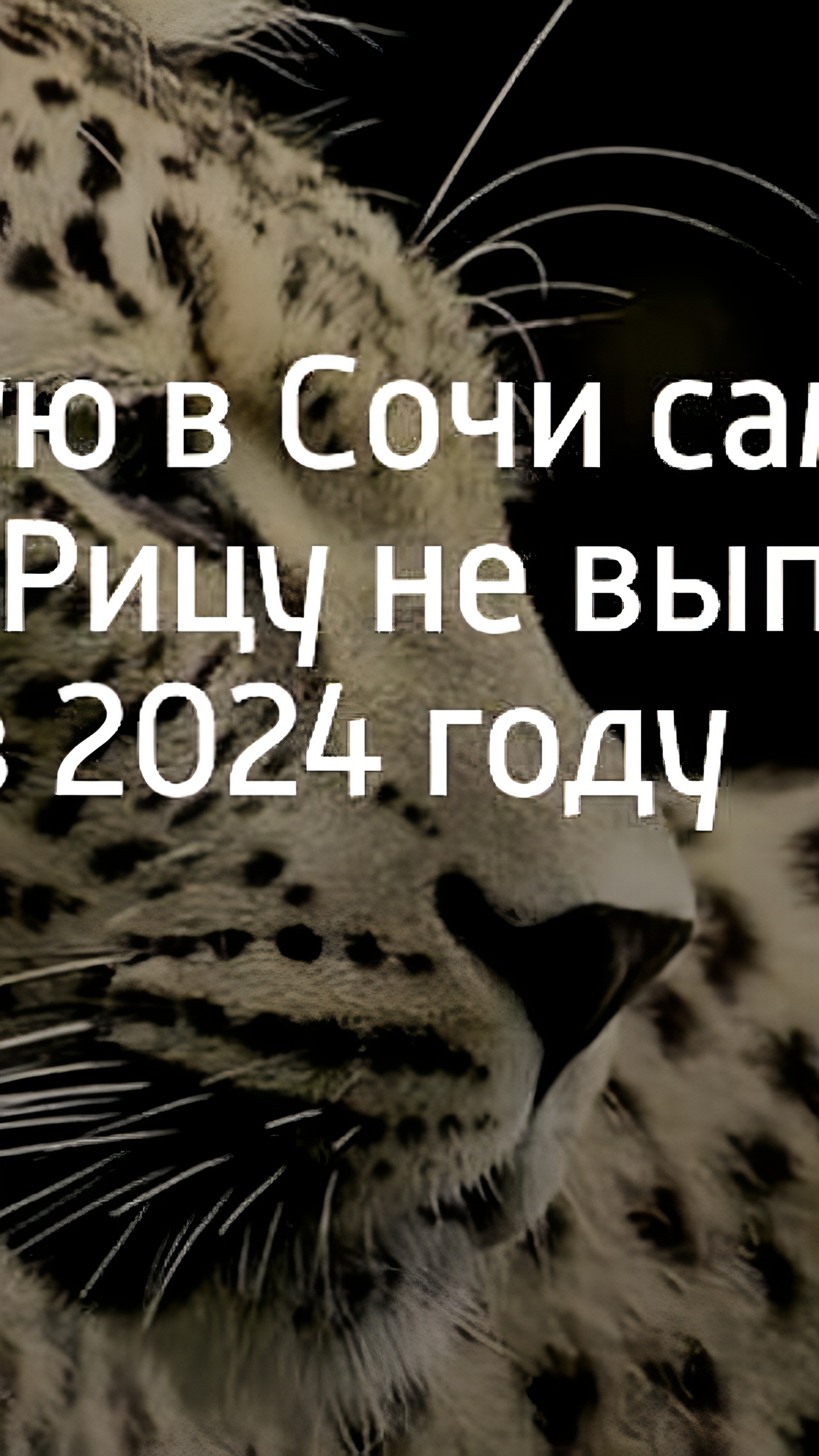 Отмена выпуска самки леопарда Рицы в дикую природу Северной Осетии из-за лечения