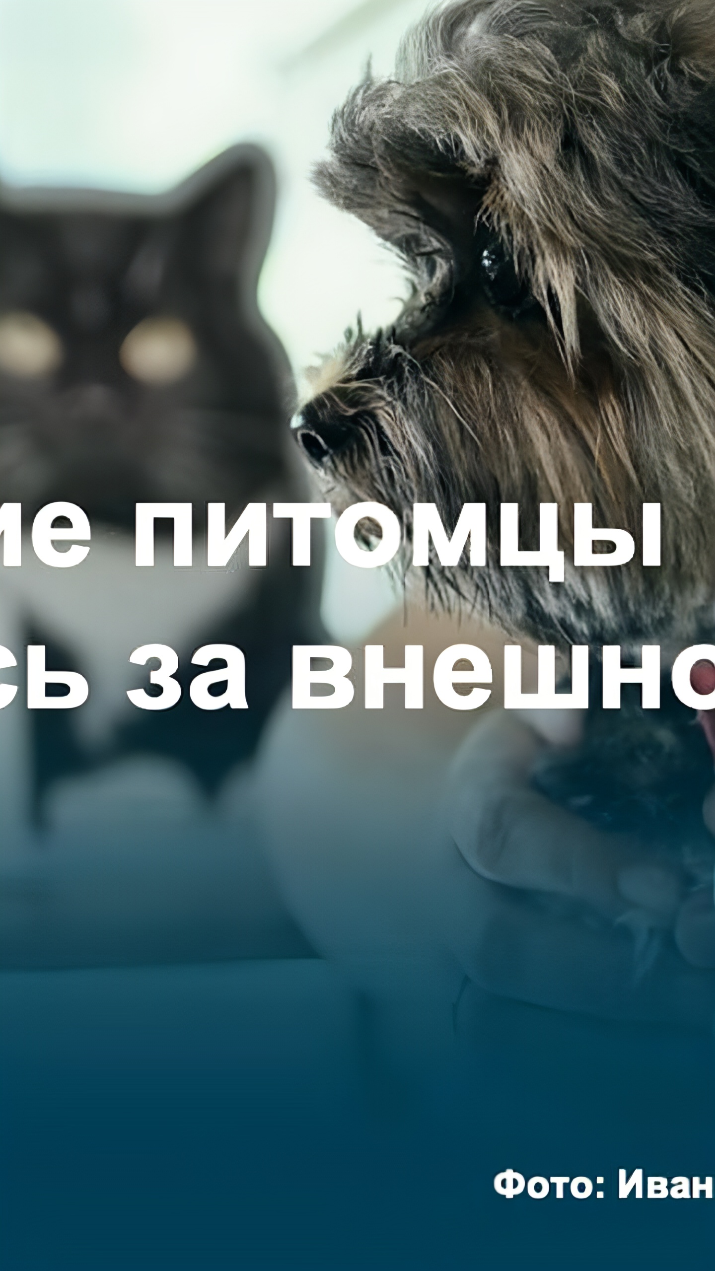 Рост числа груминг-салонов в России на 15% на фоне увеличения домашних животных