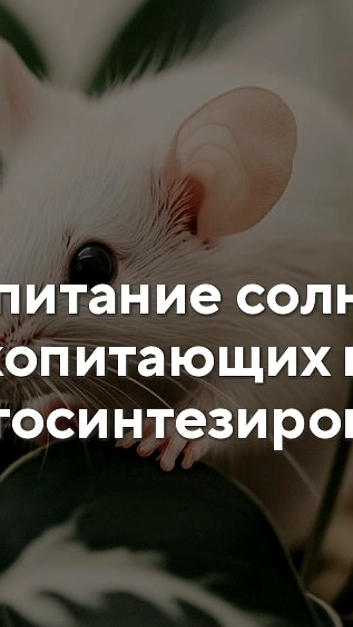 Японские ученые имплантировали хлоропласты в клетки животных для фотосинтеза