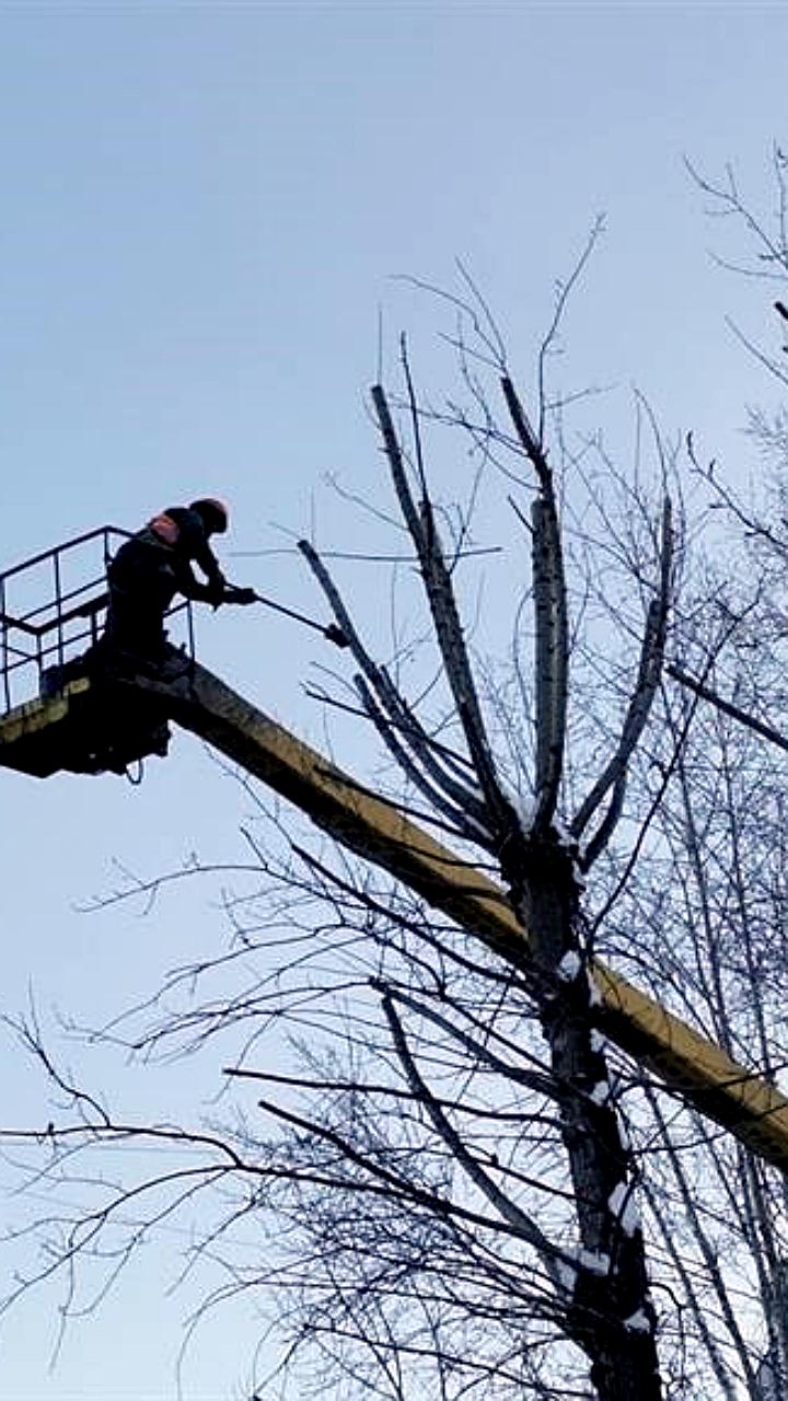 В Красноярске стартовал сезон обрезки деревьев, в Анапе продолжается уборка листвы