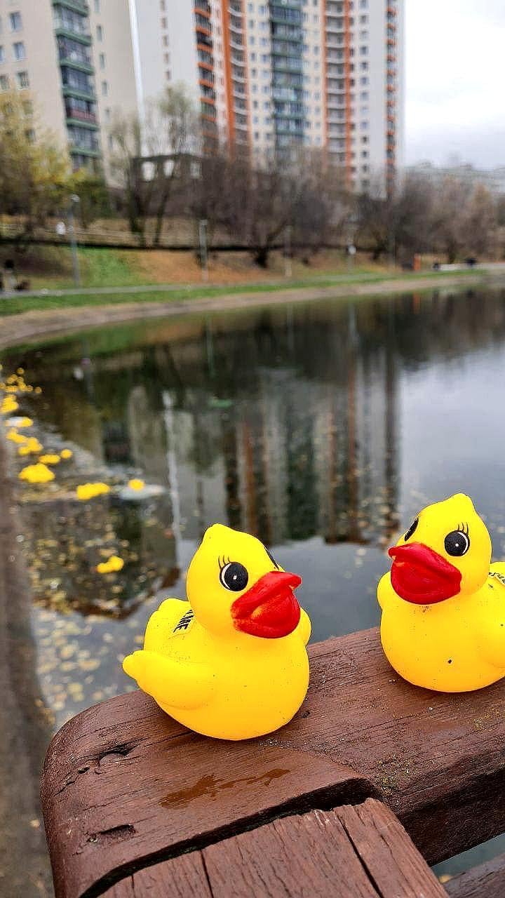 Необычное скопление резиновых уточек замечено на прудах в Чертаново и Кировограде