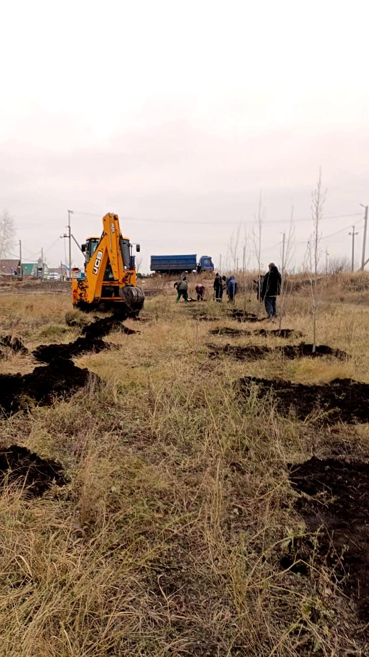 В Луговом высажены новые деревья: 25 тополей и 50 сосен в парке