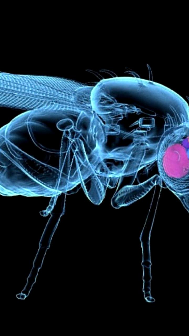 Учёные оцифровали мозг дрозофилы, открыв новые горизонты в нейробиологии