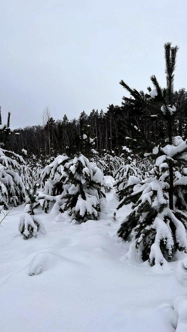 Снижение незаконных рубок леса в Иркутской и Оренбургской областях