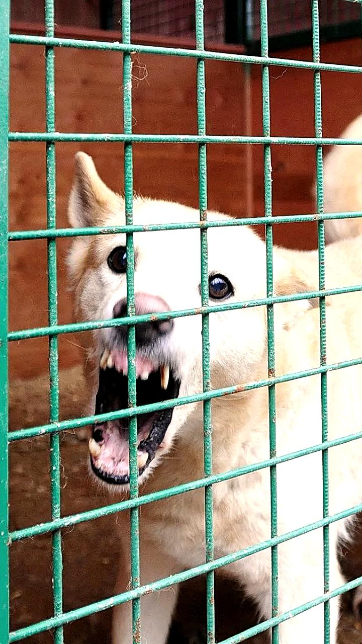 В Ясном введен режим экстраординарной ситуации для контроля бездомных животных