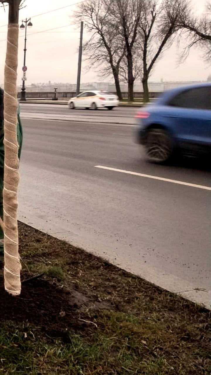 Садовники Петербурга и жители Колпинского района готовят деревья к зиме