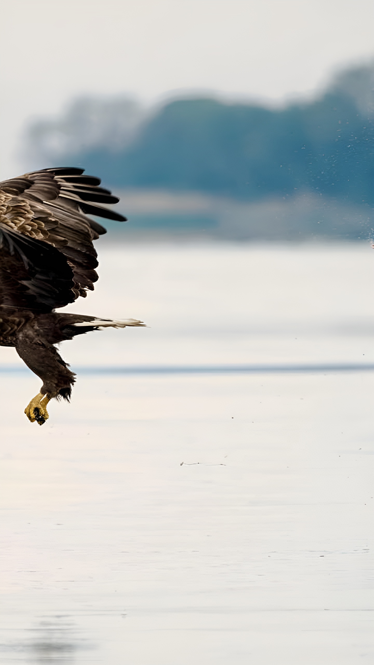 Comedy Wildlife Photography Awards объявила победителей фотоконкурса