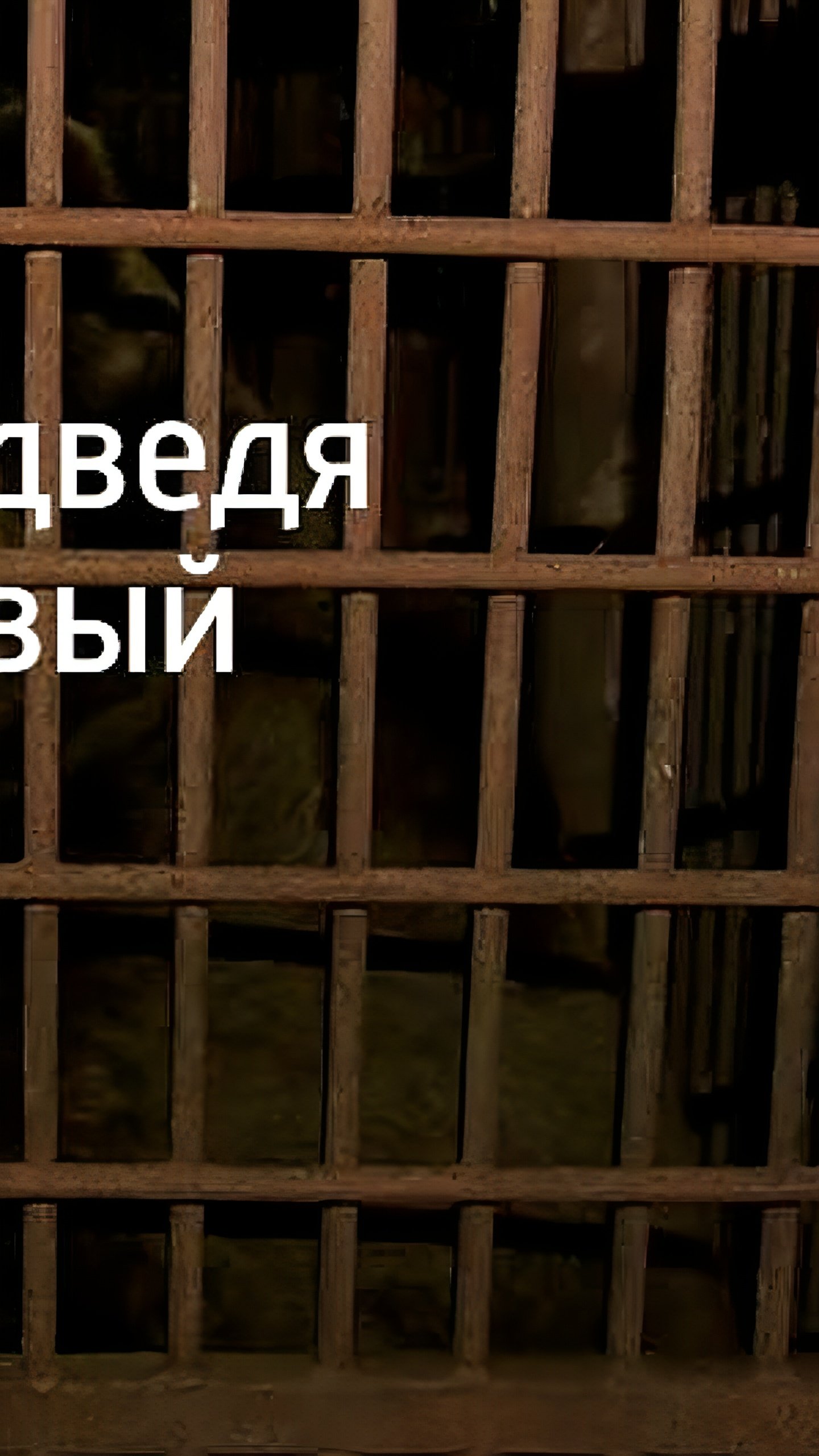 Медведь Винни переезжает в новый вольер в Кавказском заповеднике