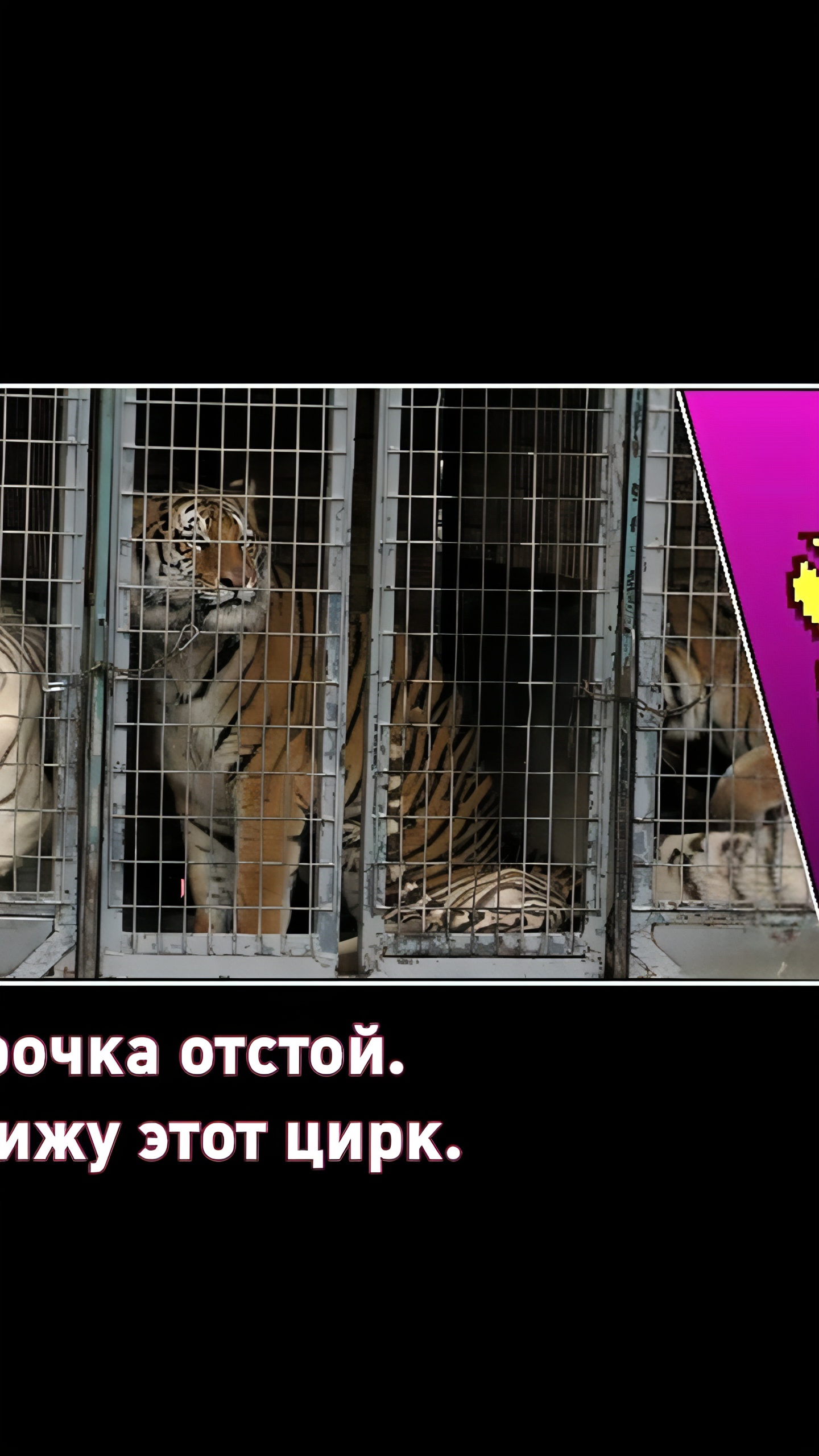 Кабмин продлил отсрочку для цирков по требованиям к содержанию животных до 2026 года