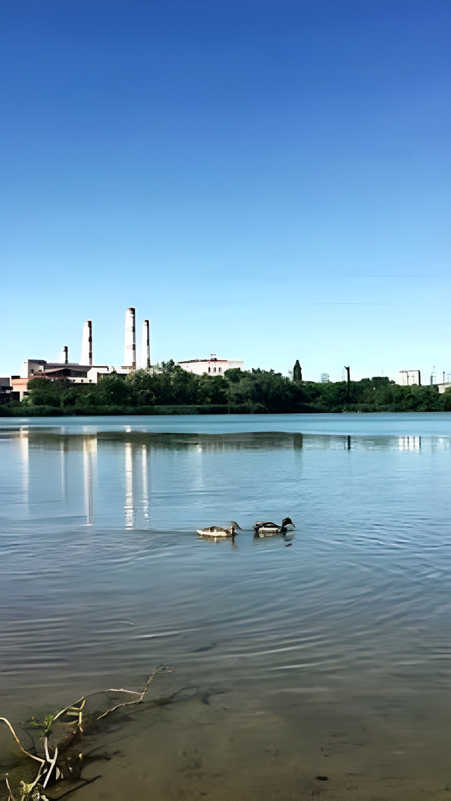 На озере Старая Кубань в Краснодаре обнаружена мертвая чомга в мазуте