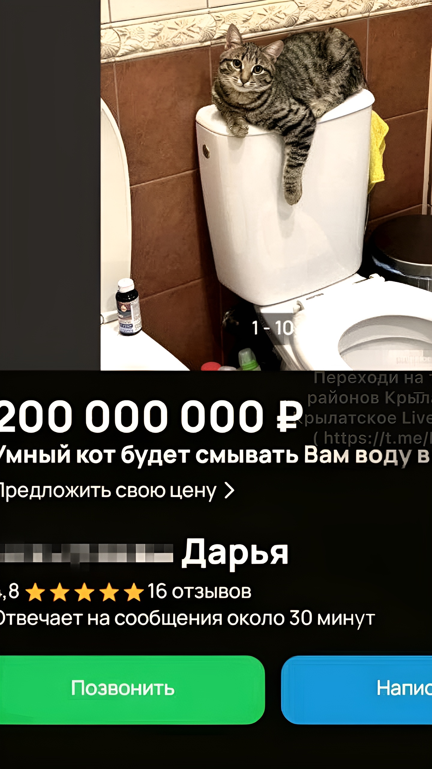 В Одинцово выставлен на продажу умный кот за 200 млн рублей