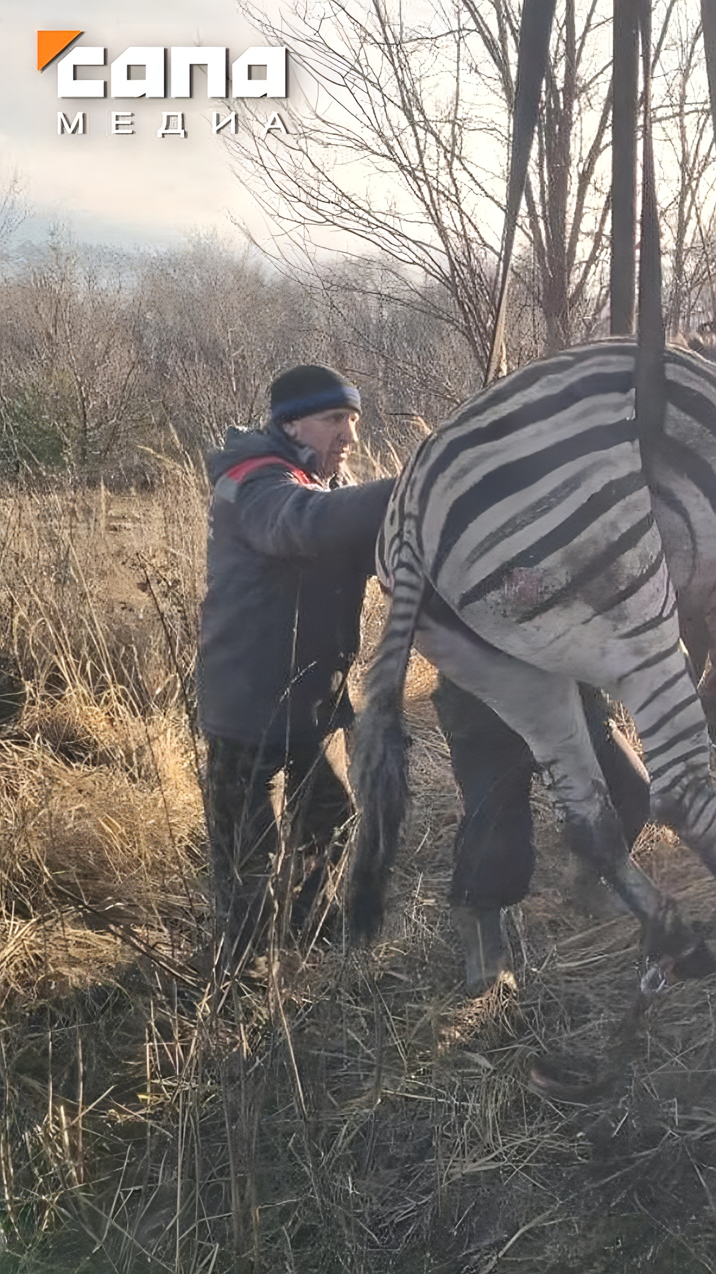 Зебра, сбежавшая во время пожара в Старооскольском зоопарке, поймана