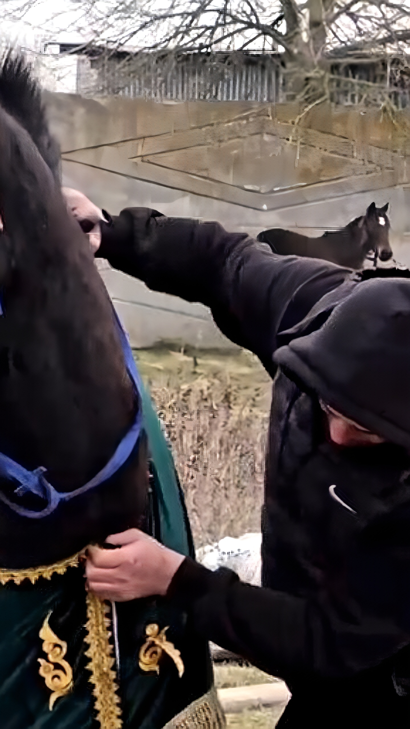 Скадовскому конному клубу 'Терсан' передан жеребец Казбек из Карачаево-Черкесии