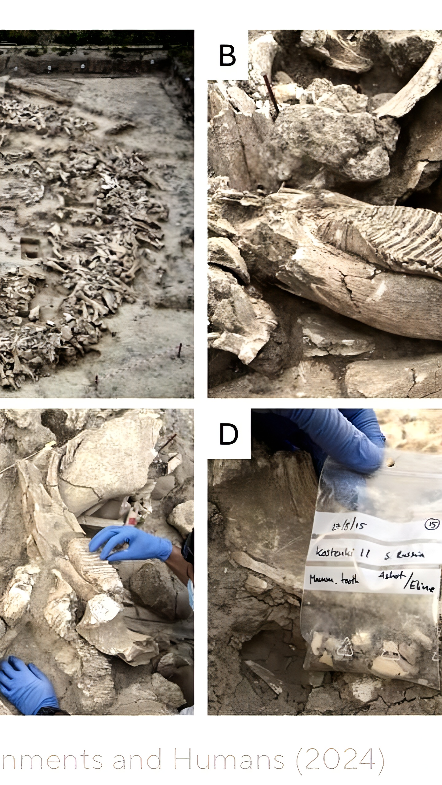 Исследование костей мамонтов в Костенках: новые данные о древних укрытиях и охоте