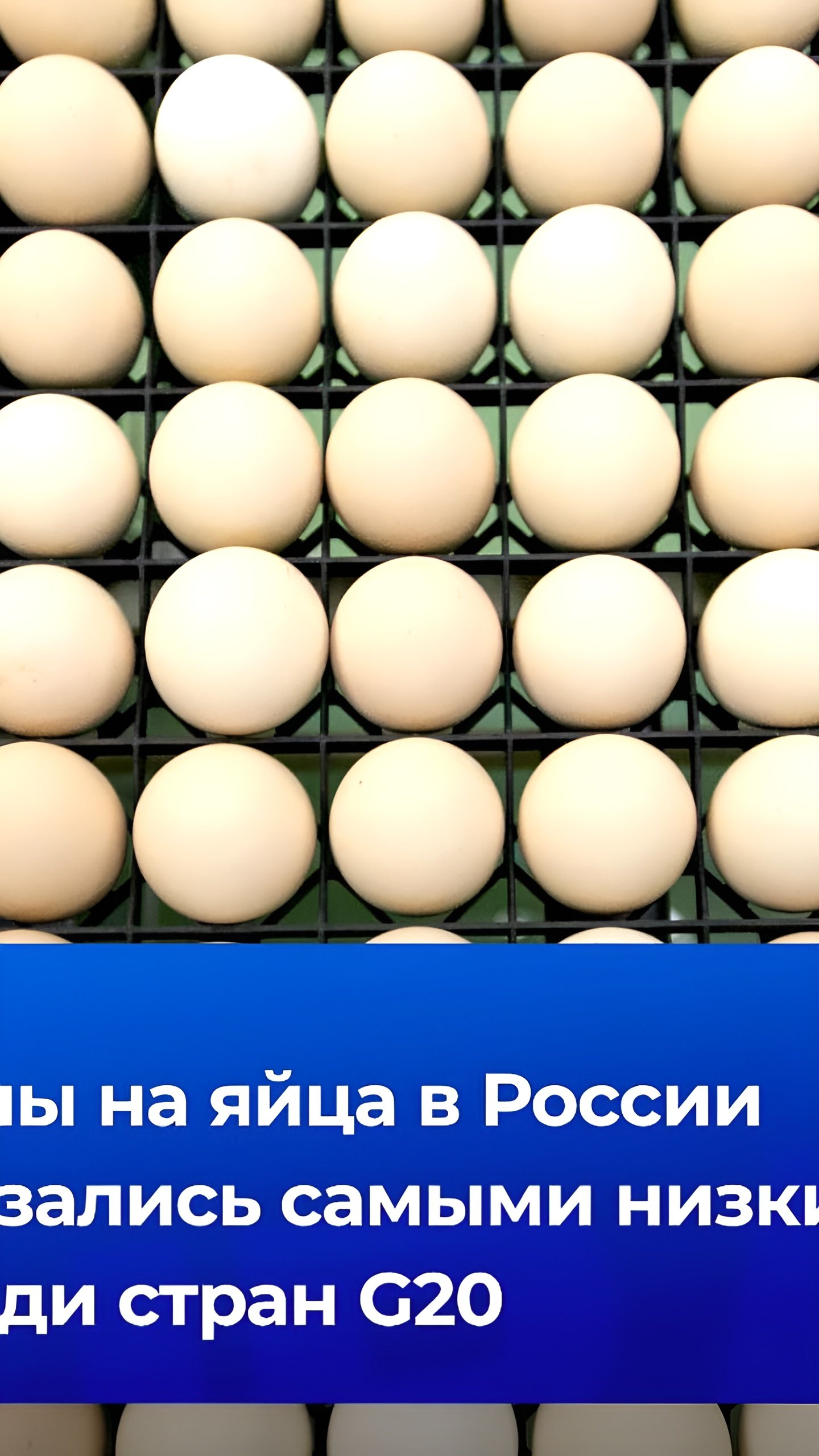 Россия лидирует по низким ценам на яйца среди стран G20