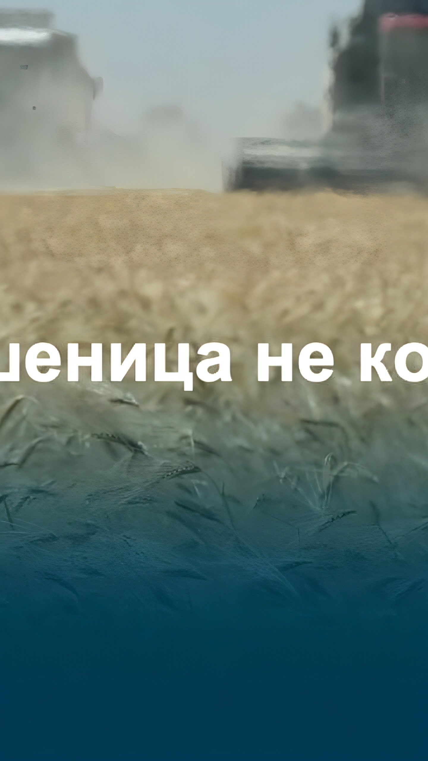 Рост цен на пшеницу в Украине и России вызывает угрозу подорожания хлеба