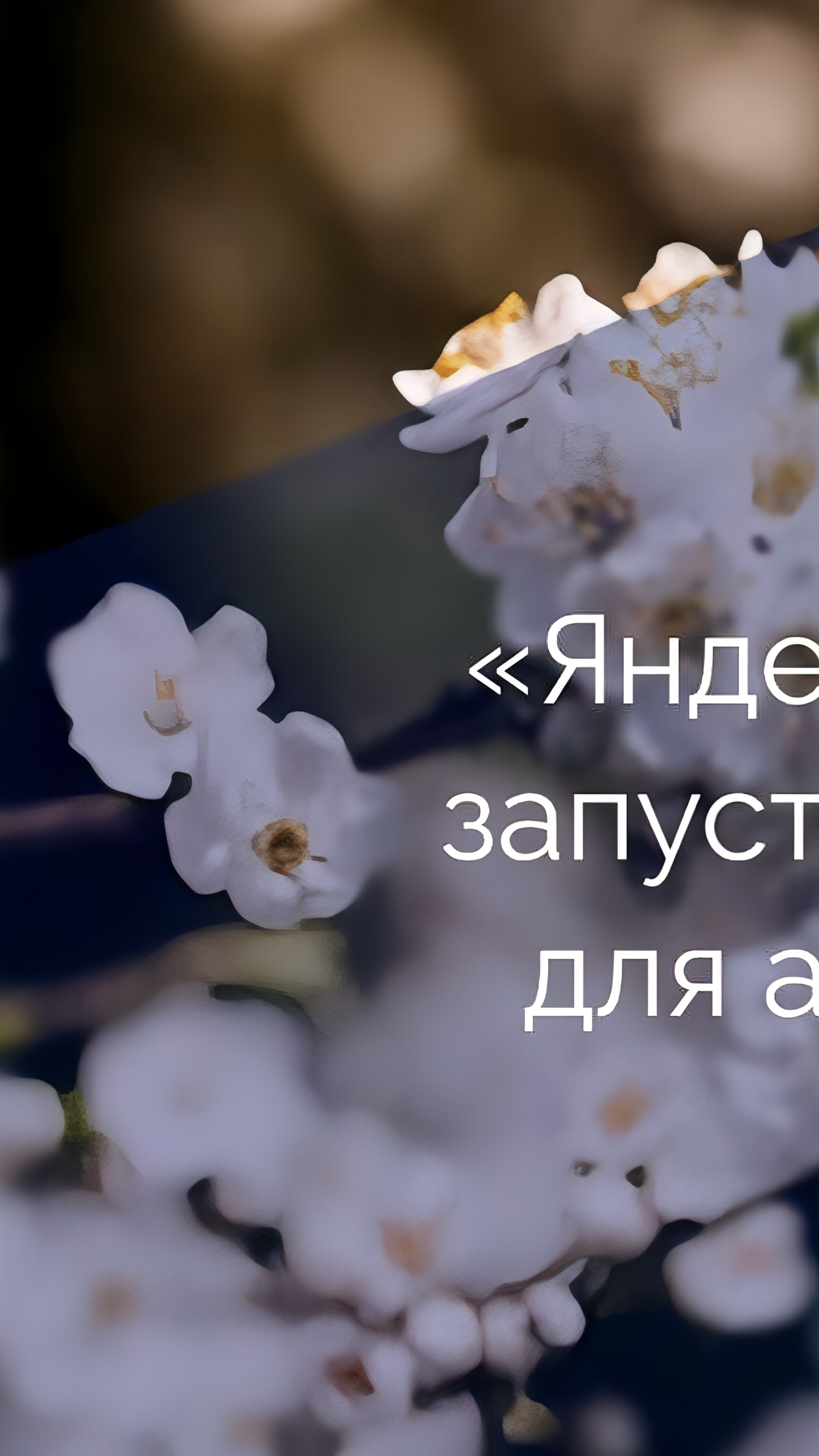 Яндекс запускает сервис для аллергиков с прогнозом активности пыльцы