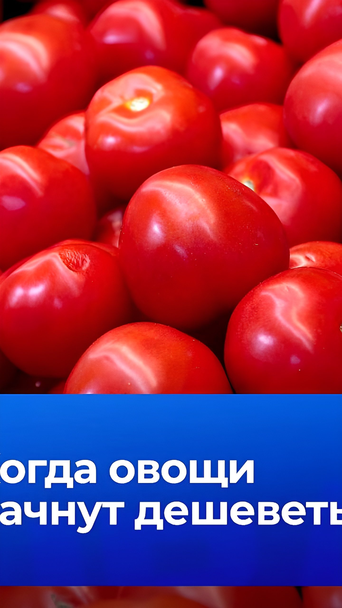 Цены на овощи сравнялись с мясом: эксперты прогнозируют снижение к апрелю