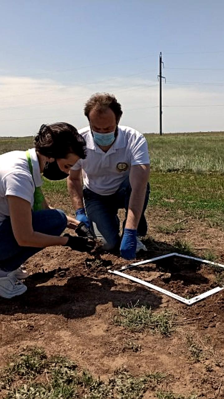 Весенние обследования саранчи в Волгоградской области: 1000 га под контролем